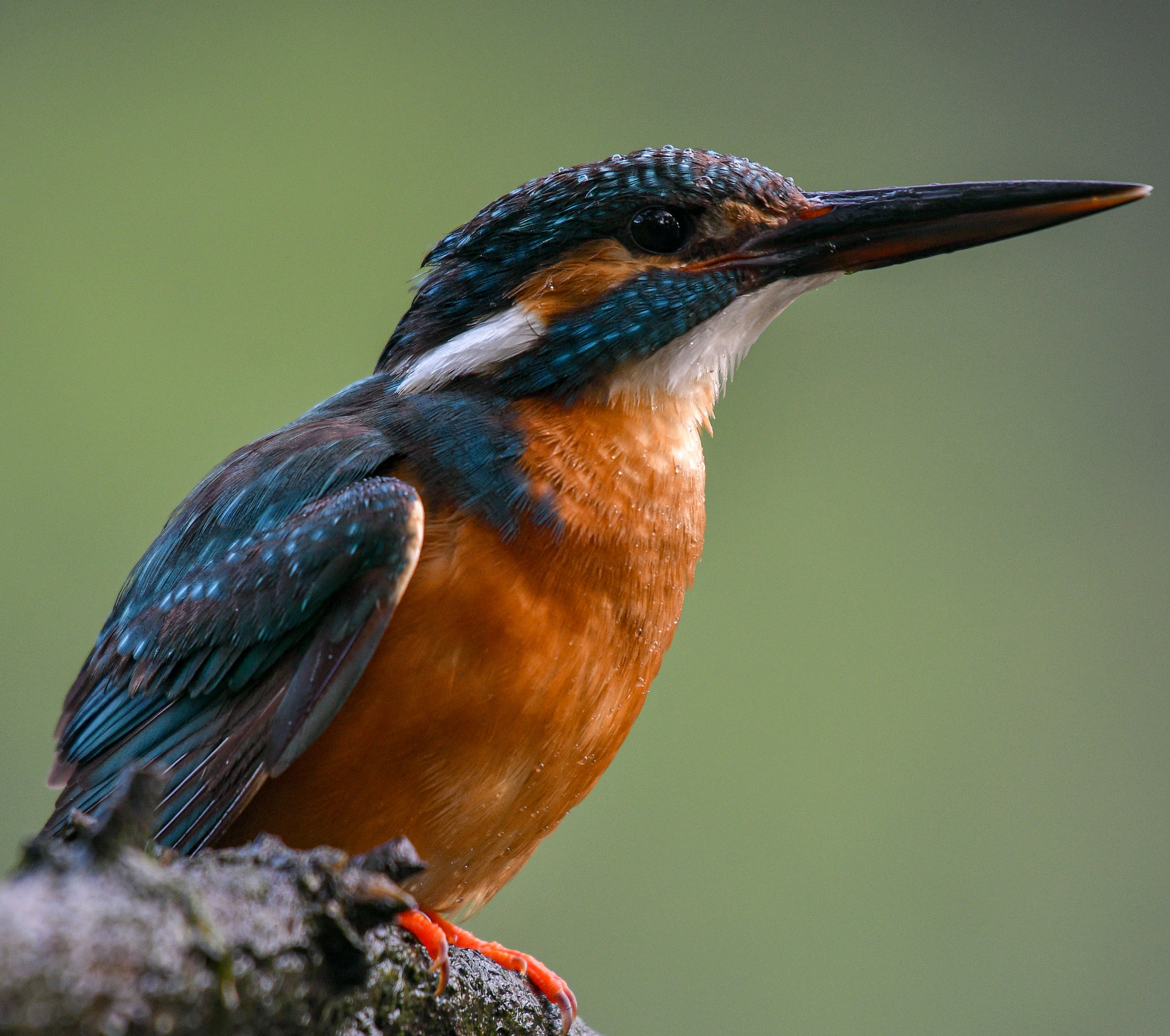 A vibrant kingfisher perched on a branch