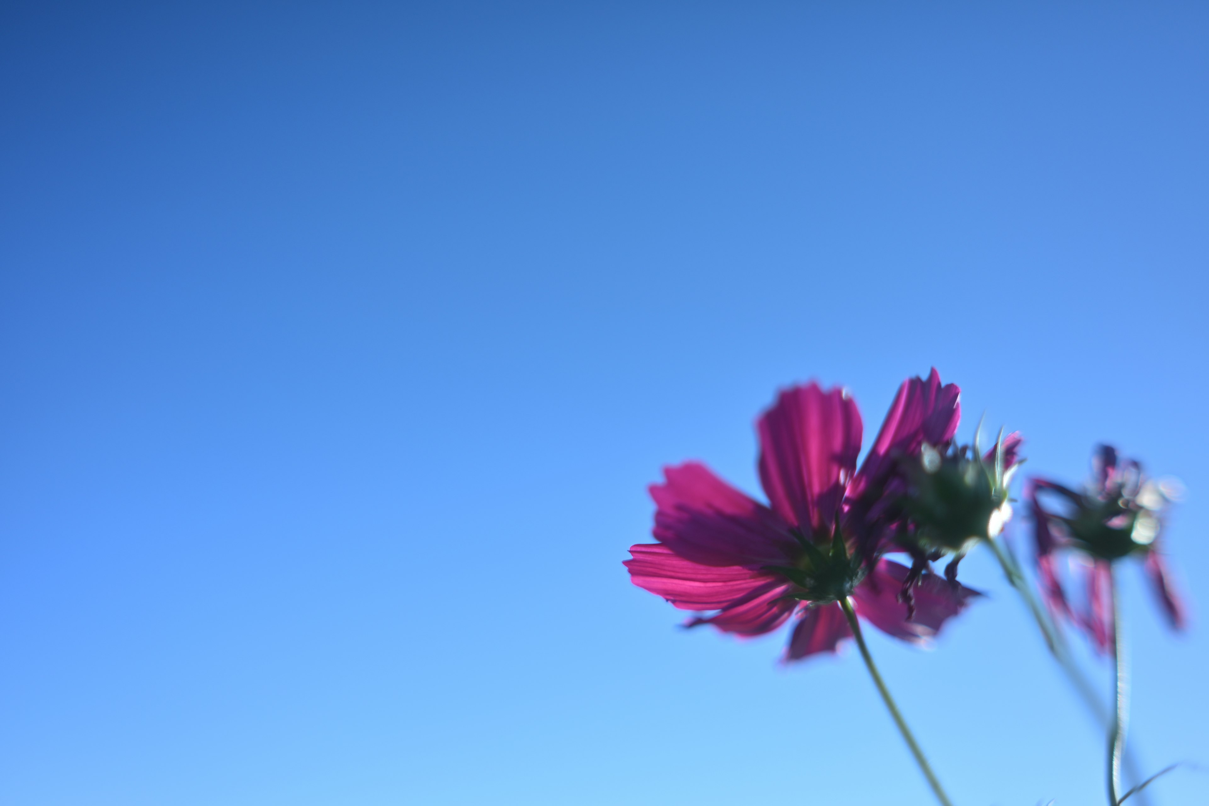 Close-up bunga pink di bawah langit biru