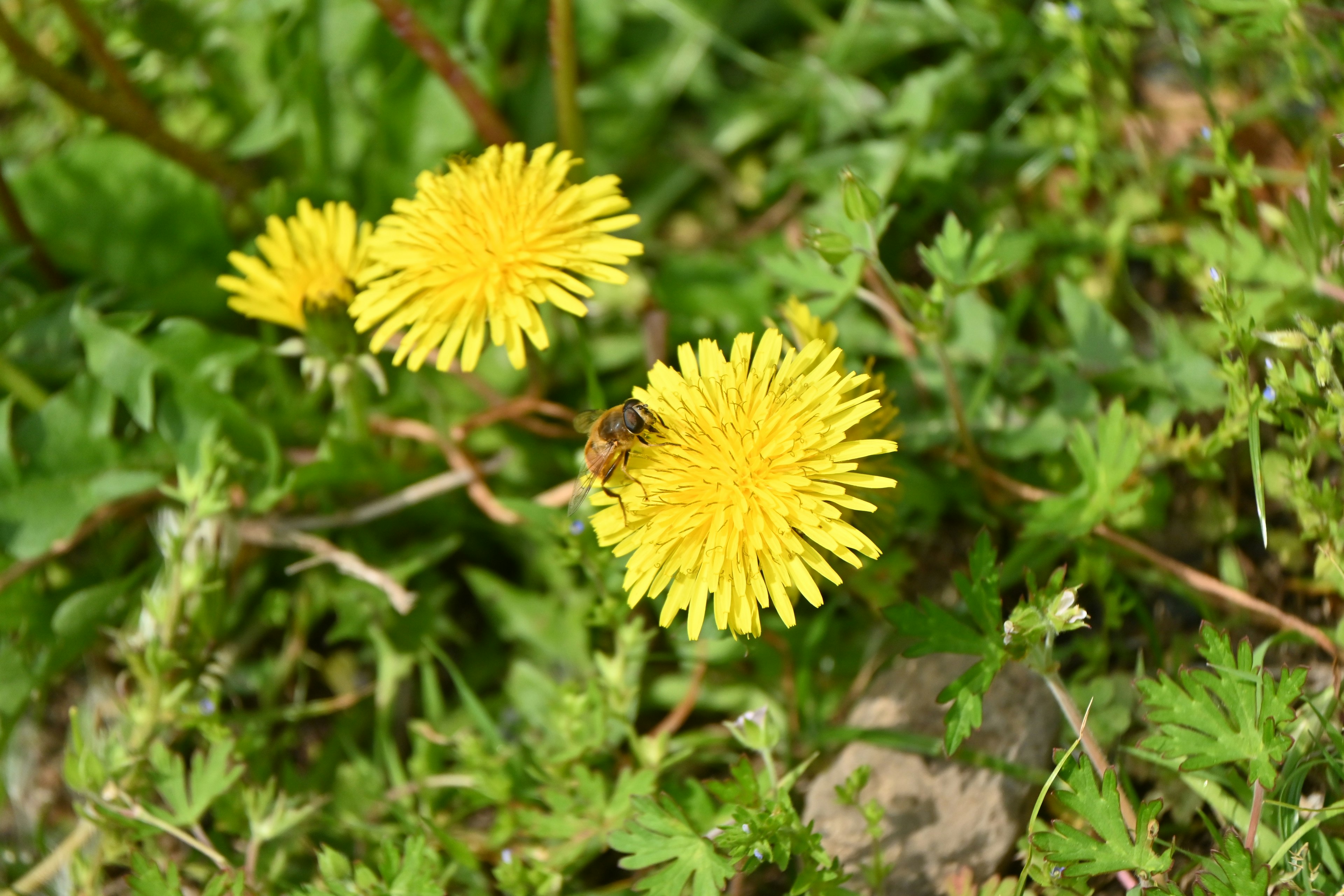 Fiori di dente di leone gialli circondati da foglie verdi