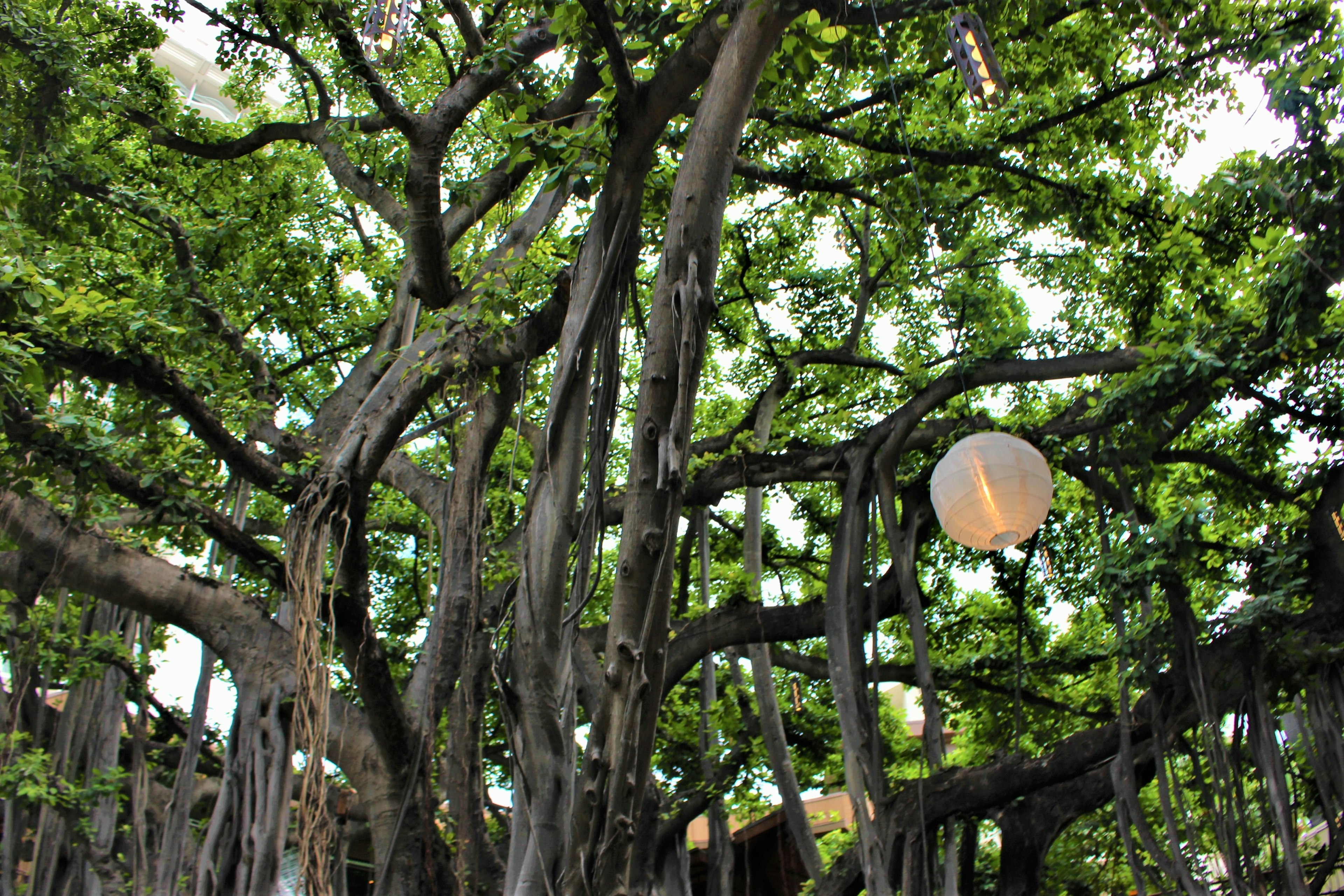 Árbol verde exuberante con linterna colgante y gruesas raíces colgantes