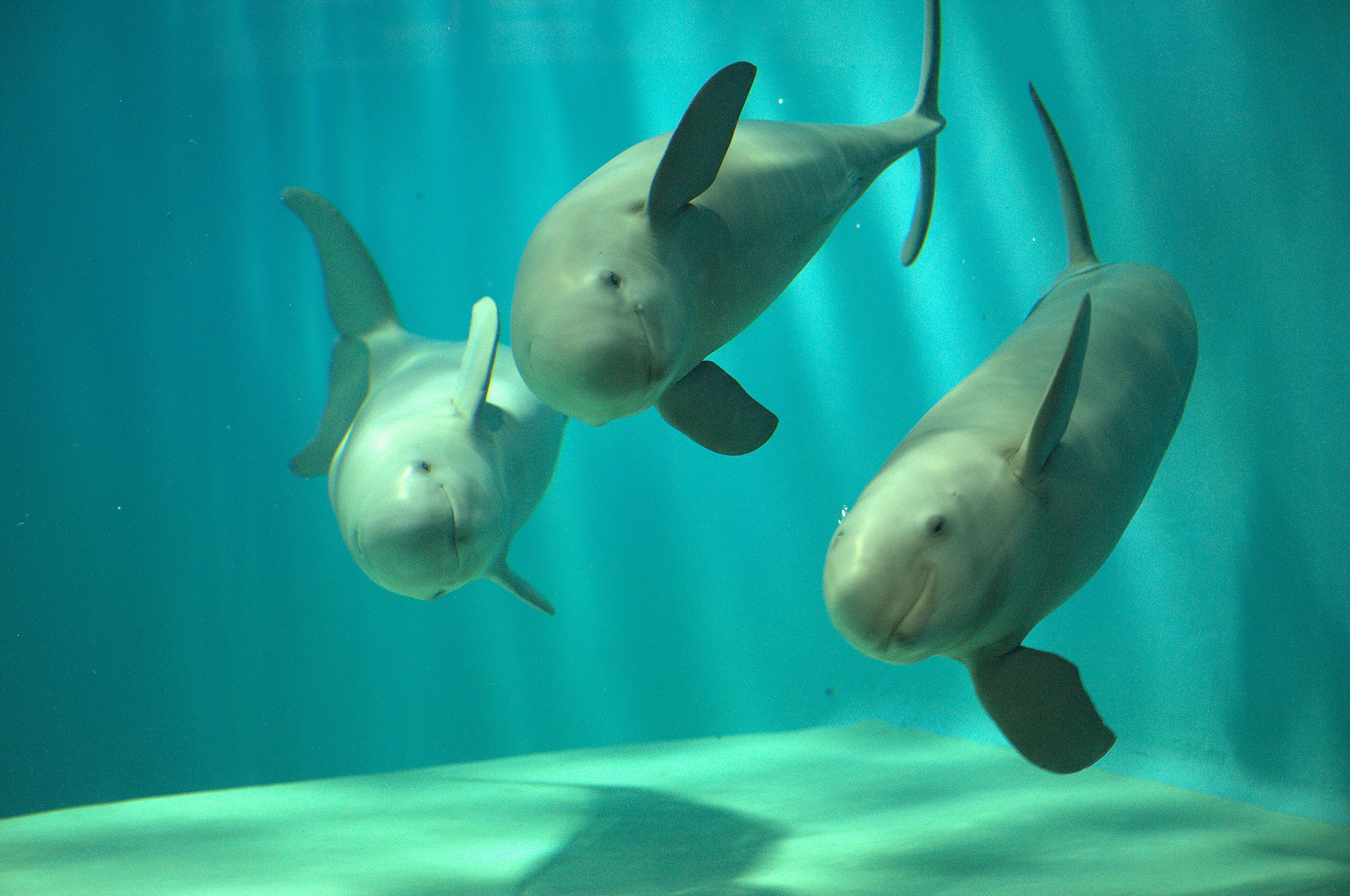 A group of three white dolphins swimming in the water