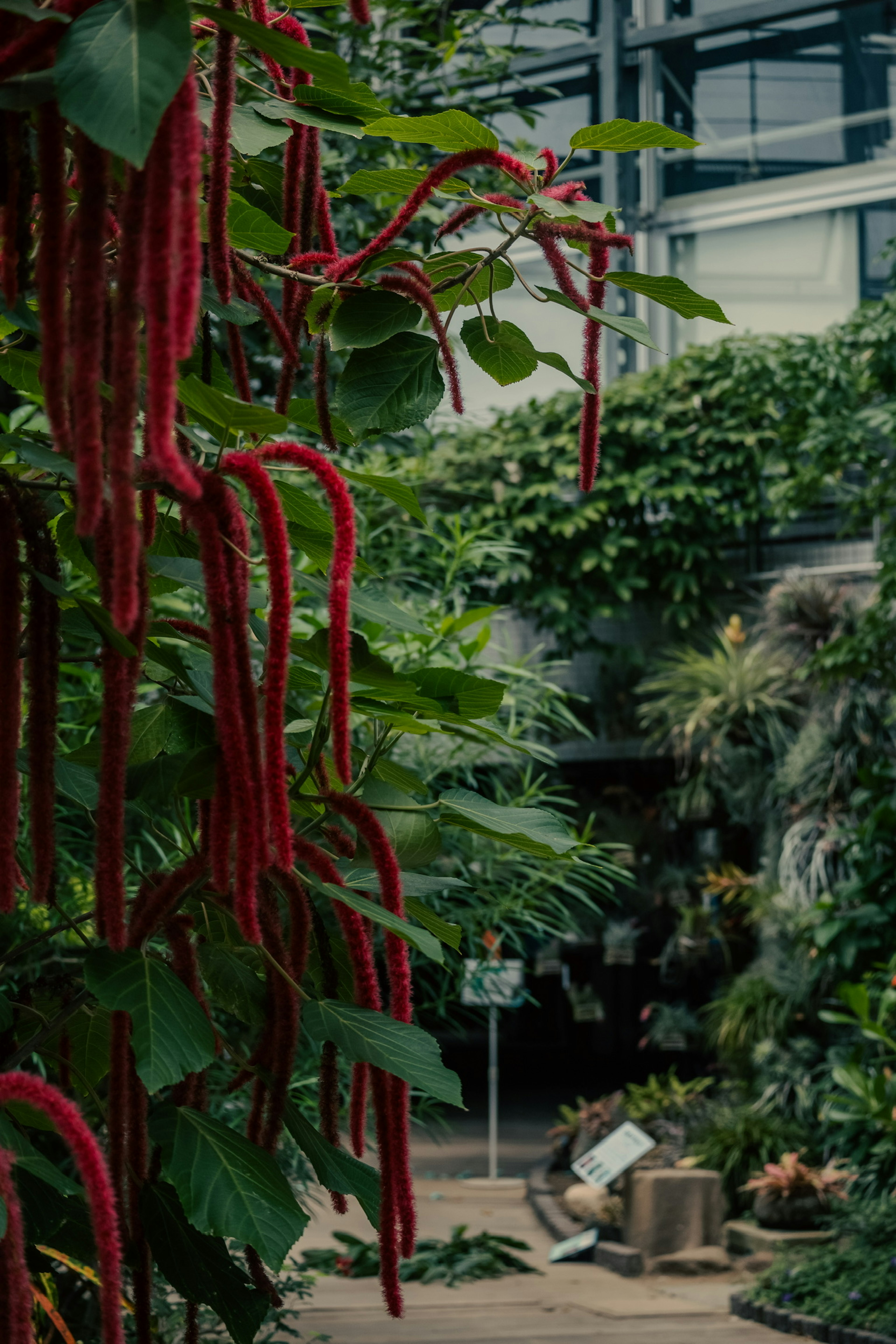 赤い植物が垂れ下がる温室の内部の風景