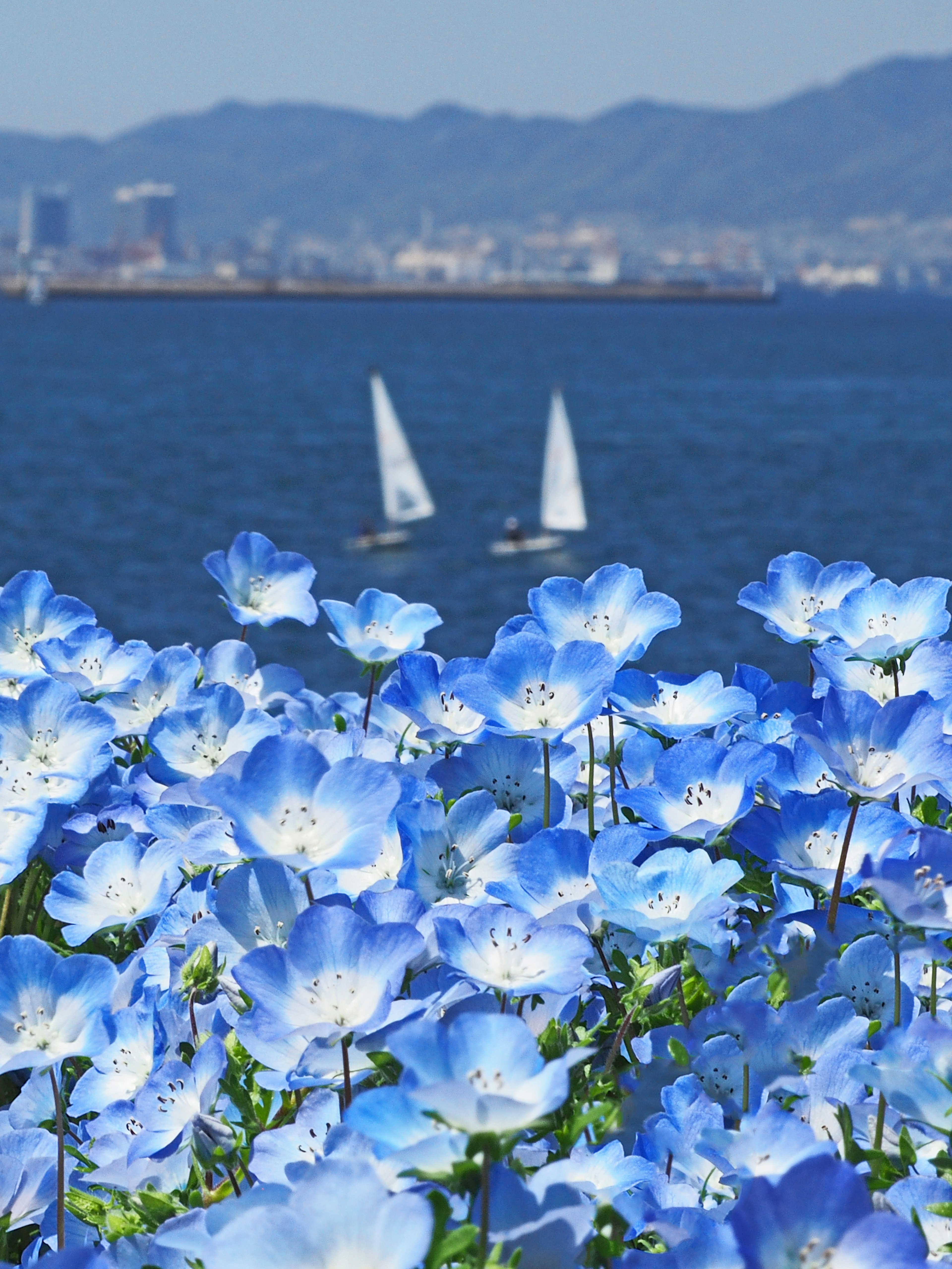 青い花と海を背景にしたセーリングボートの風景