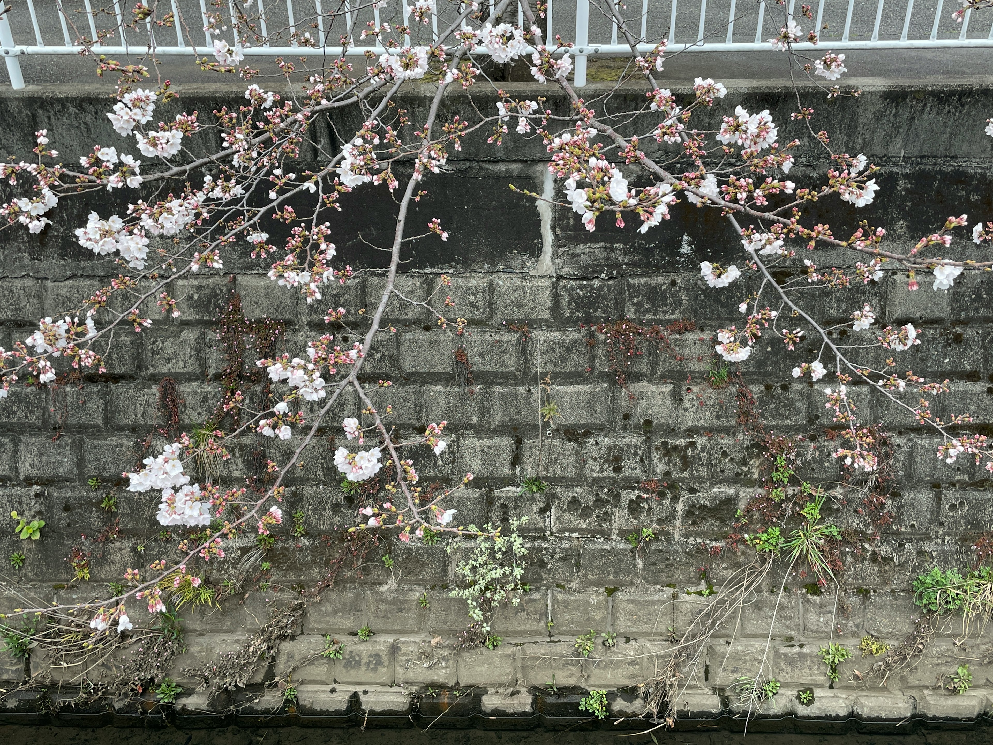 川の近くに咲く桜の花と石の壁