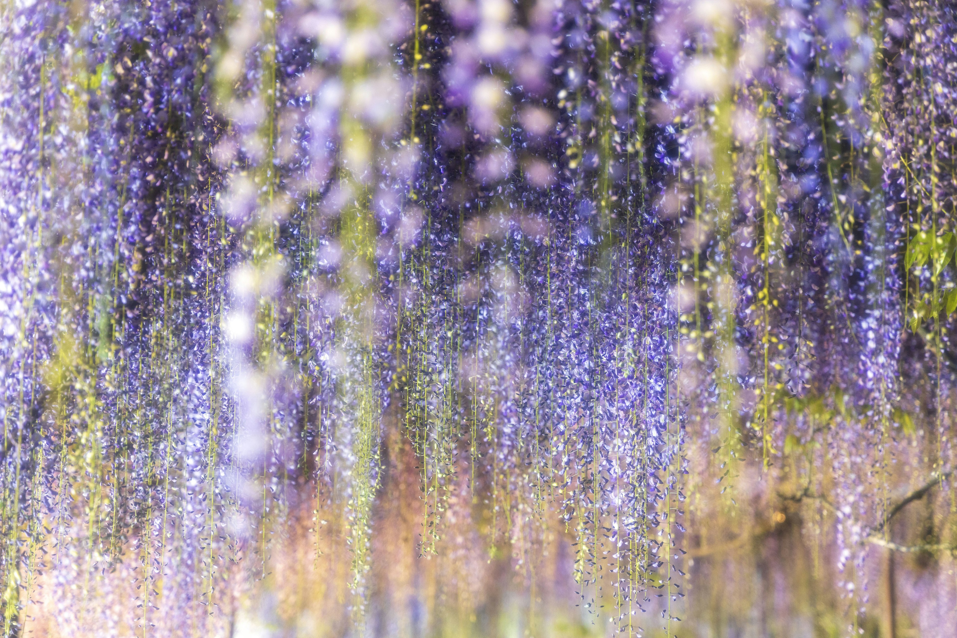 Schöne Ansicht von hängenden lila Wisteria-Blüten