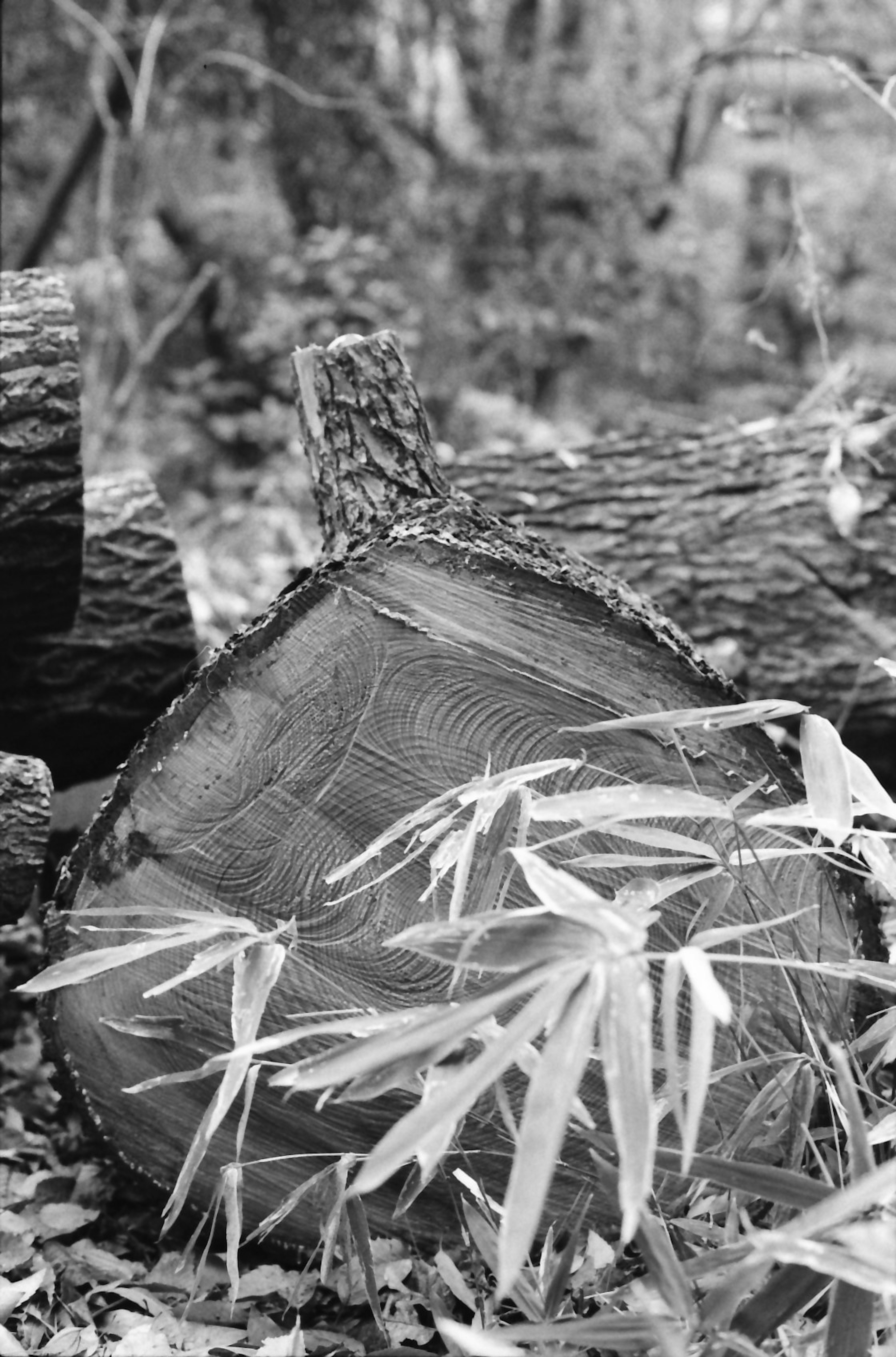 Black and white image of a tree stump with bamboo leaves in a forest