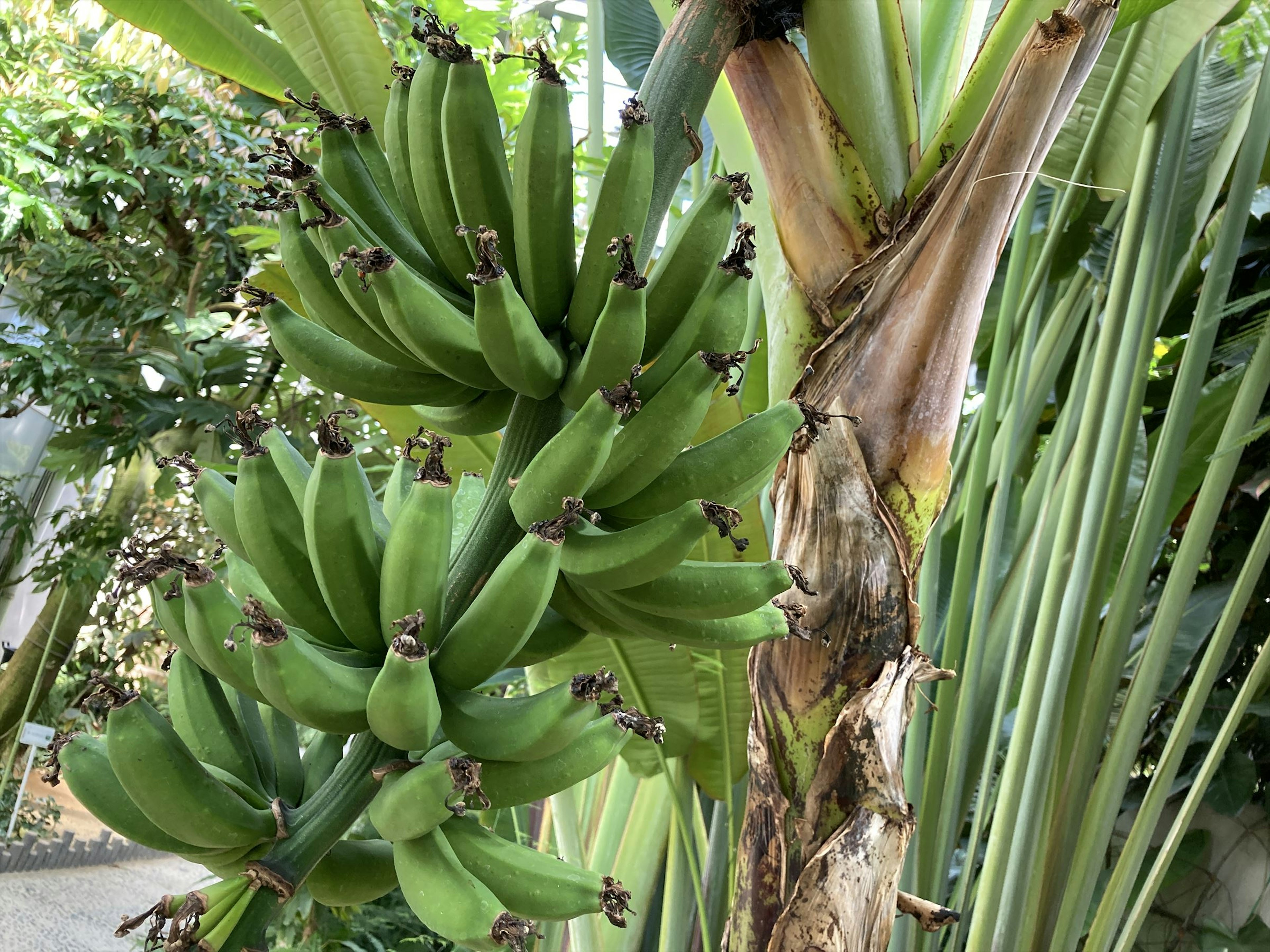 Racimo de plátanos verdes colgando de un árbol