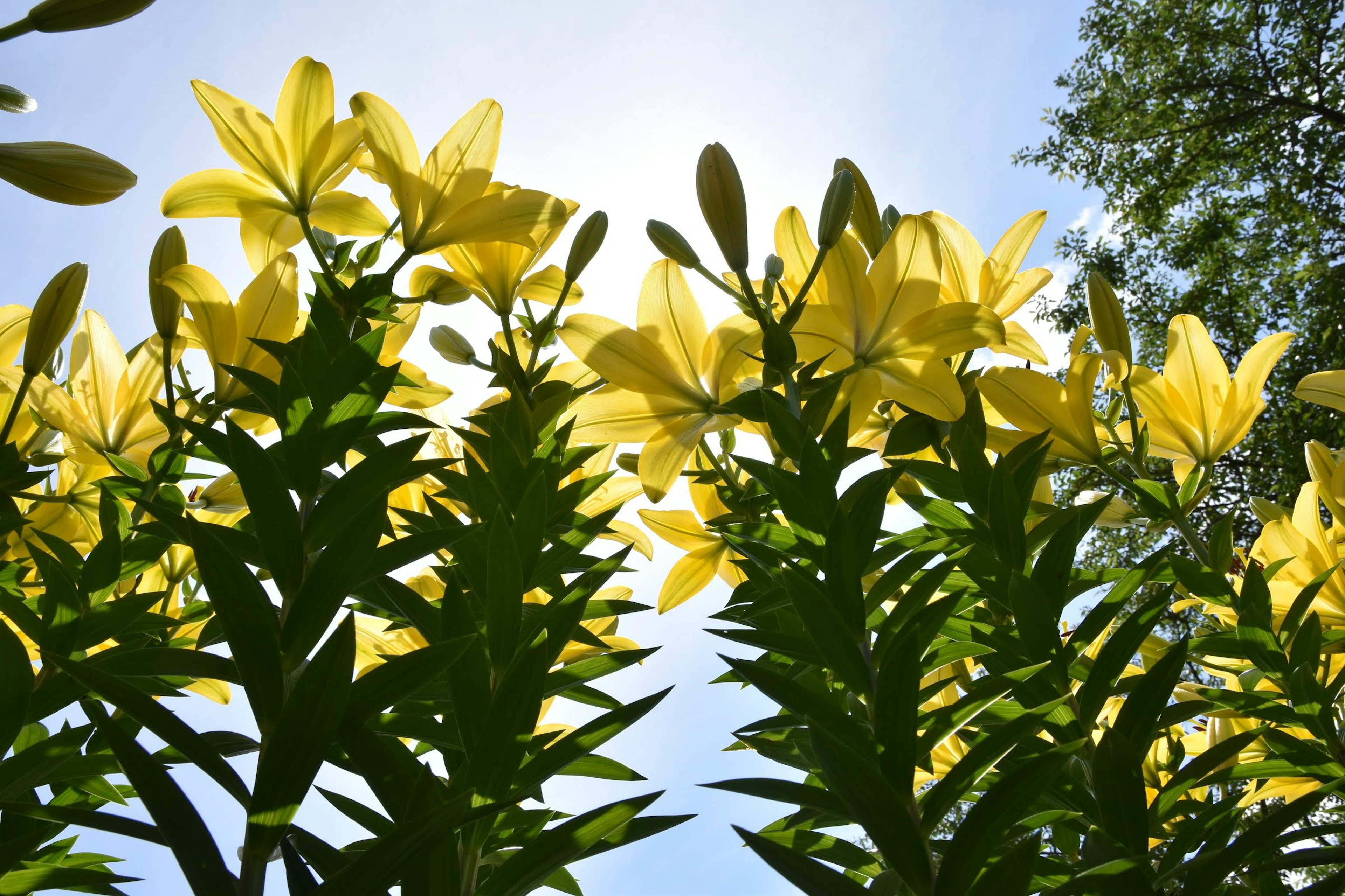 黄色い花が咲く植物の下からの視点