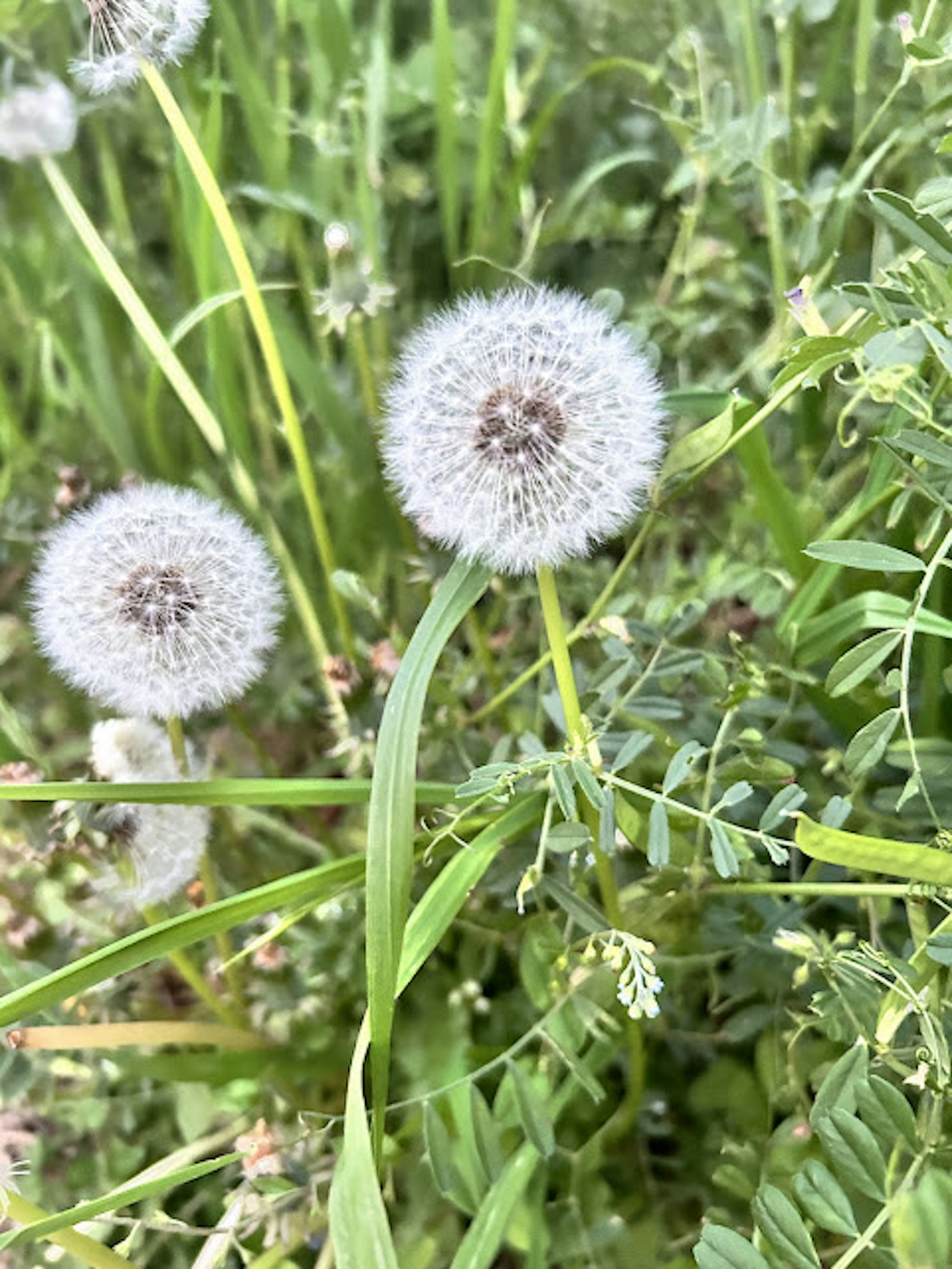 White dandelion puffball among green grass