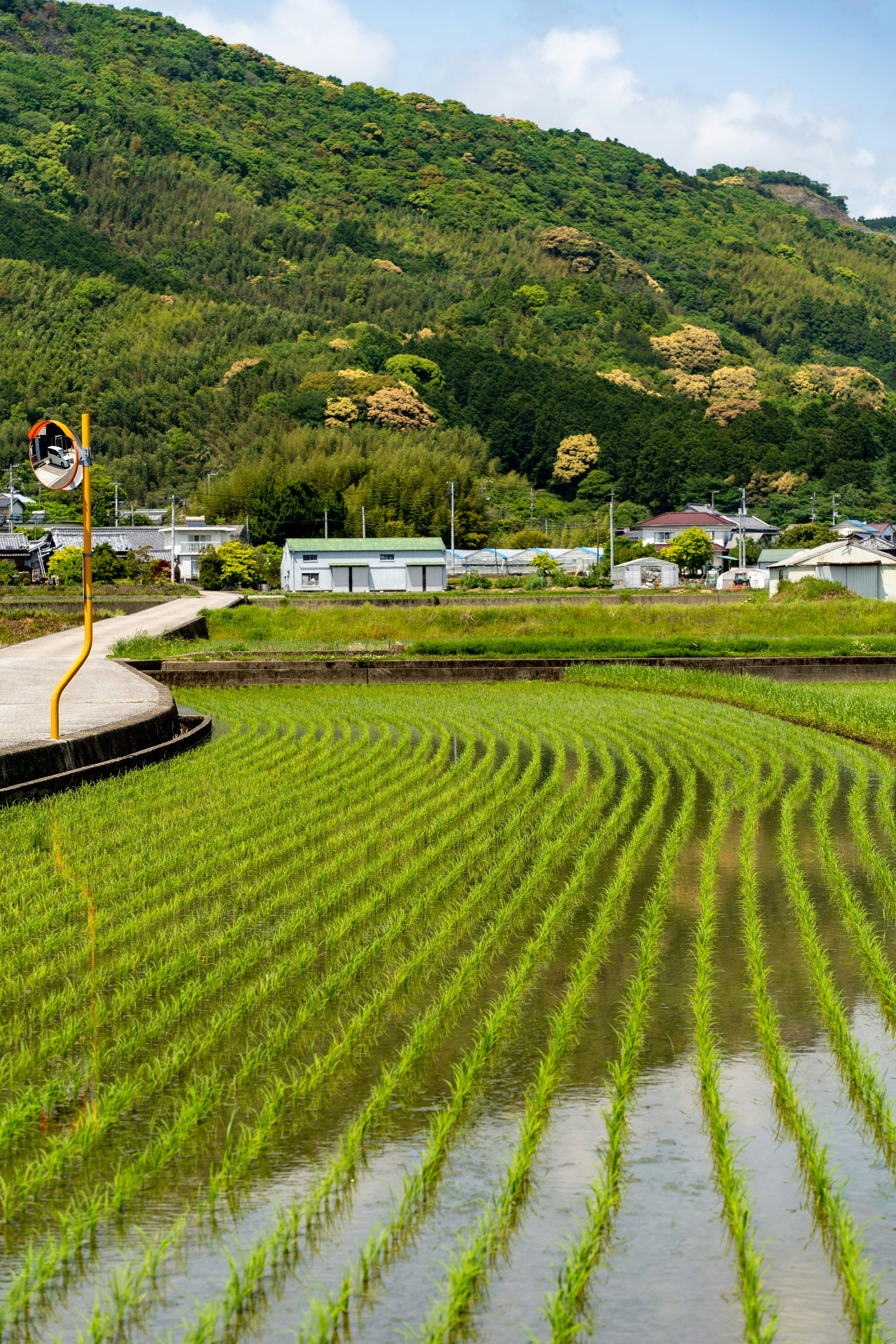 緑の稲田と山の美しい風景を映した画像