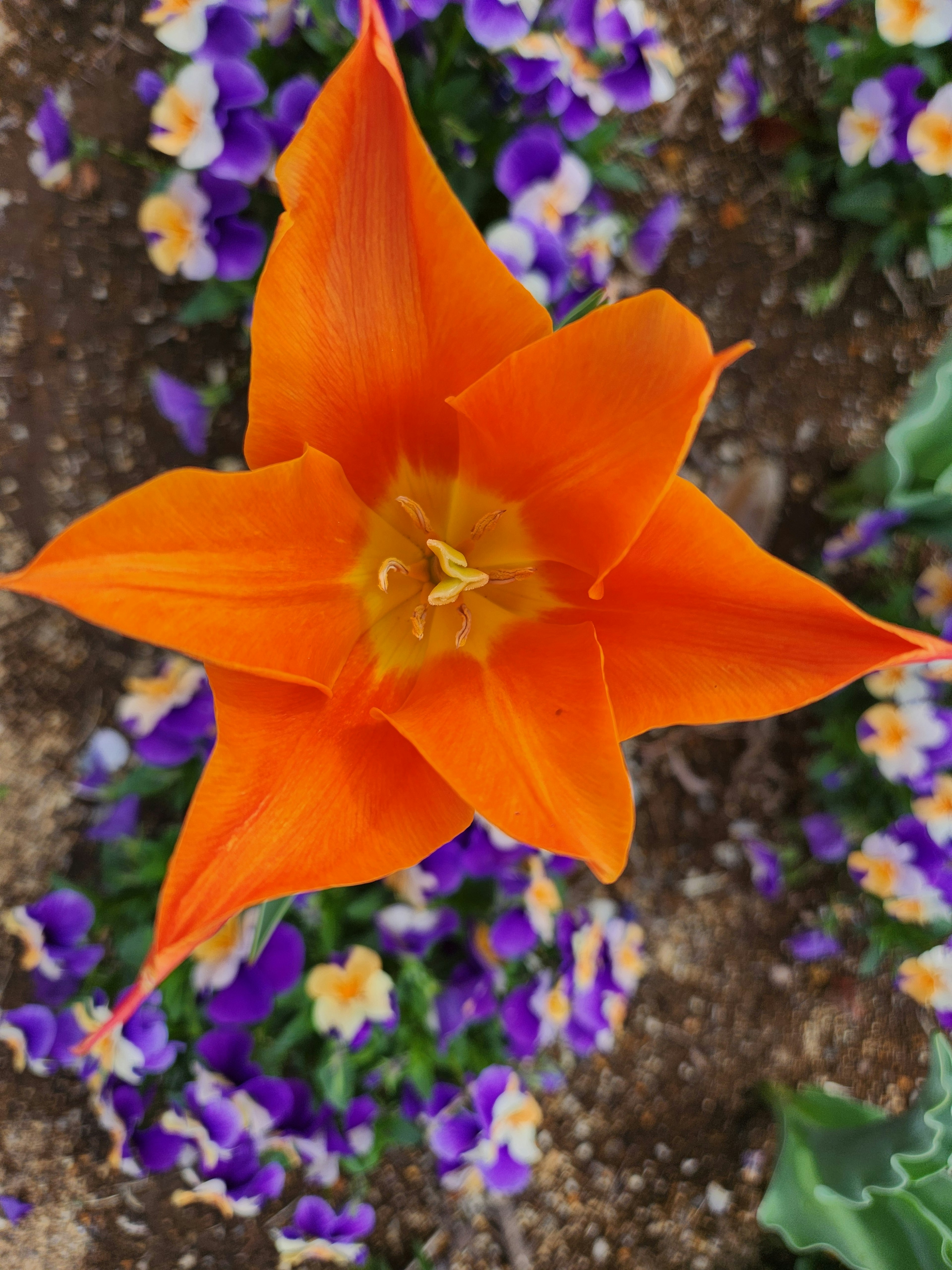 Eine orangefarbene Tulpenblüte über einem Beet mit lila Stiefmütterchen