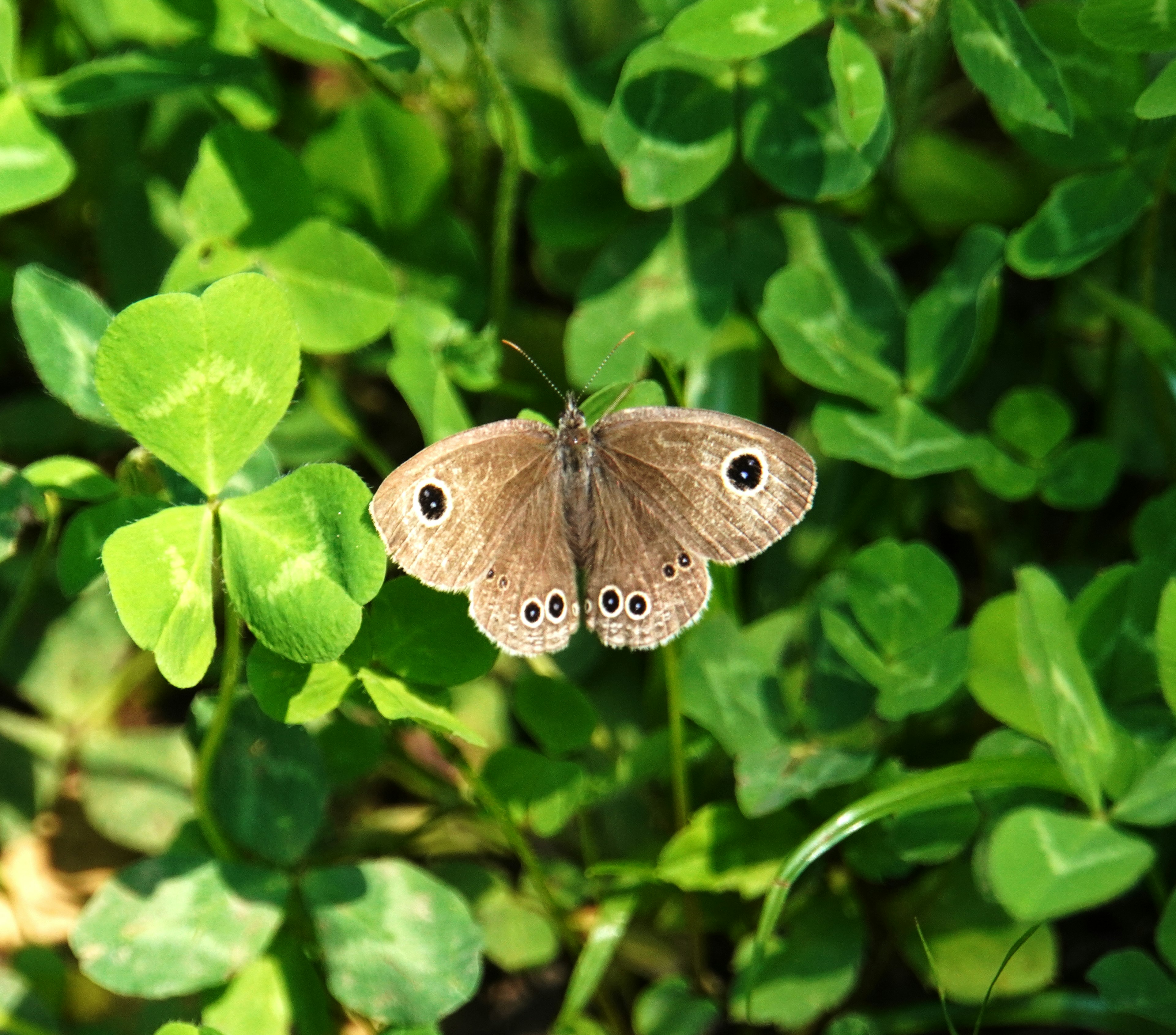 Una mariposa marrón extendiendo sus alas sobre hojas de trébol verdes