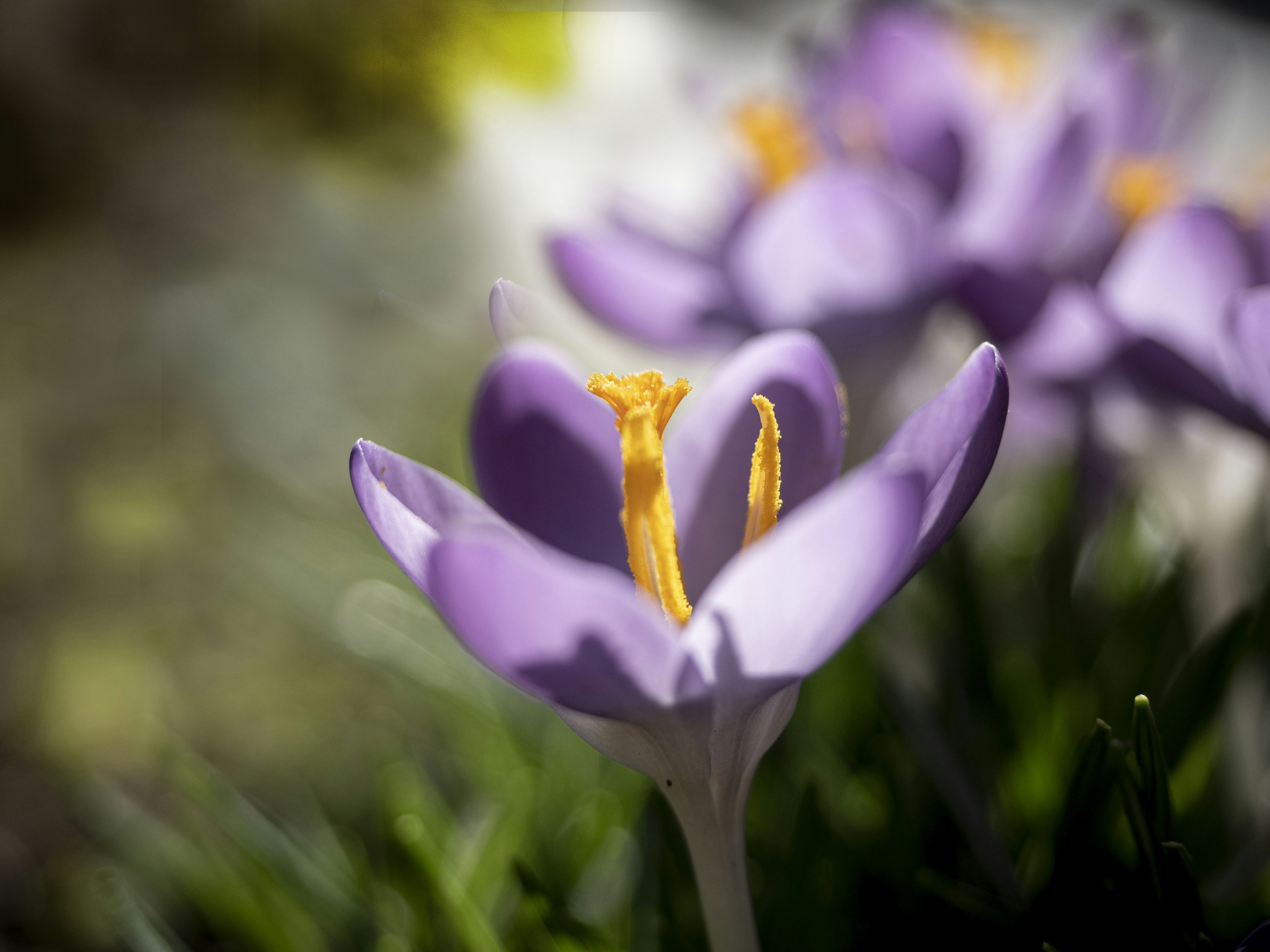 Bunga crocus ungu yang cerah sedang mekar