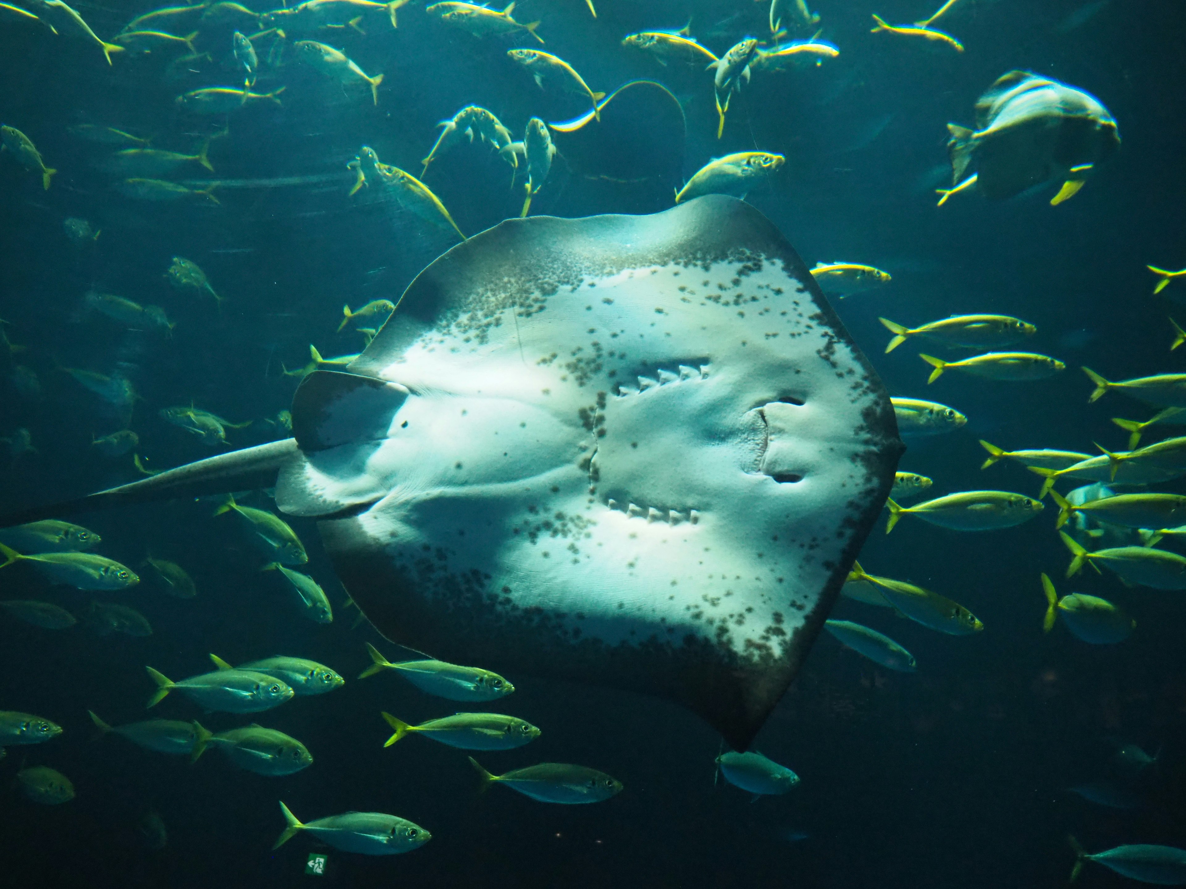 Un raie nageant dans l'eau entouré de divers poissons