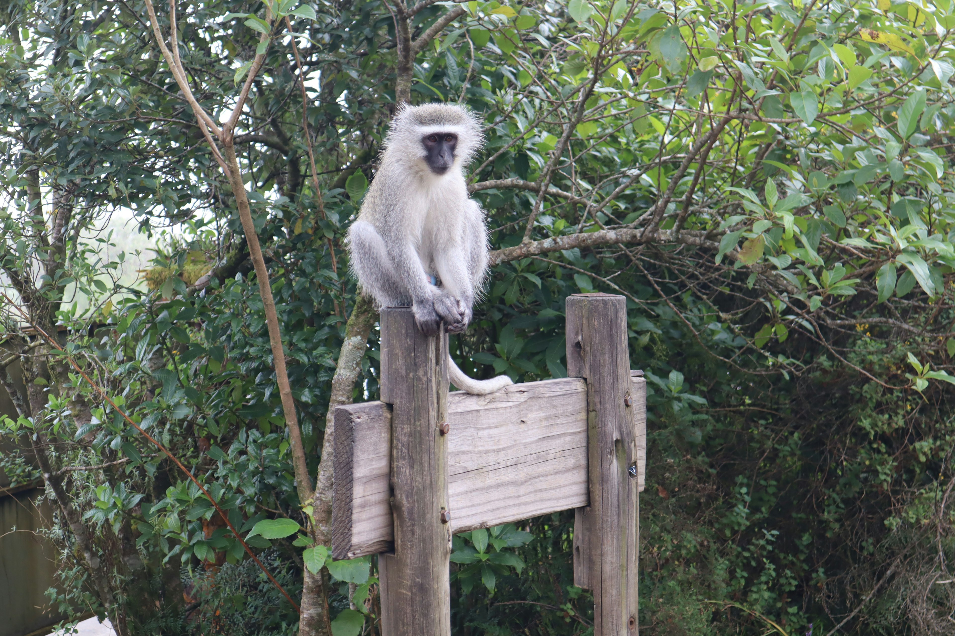 Monkey sitting on a wooden sign surrounded by lush greenery