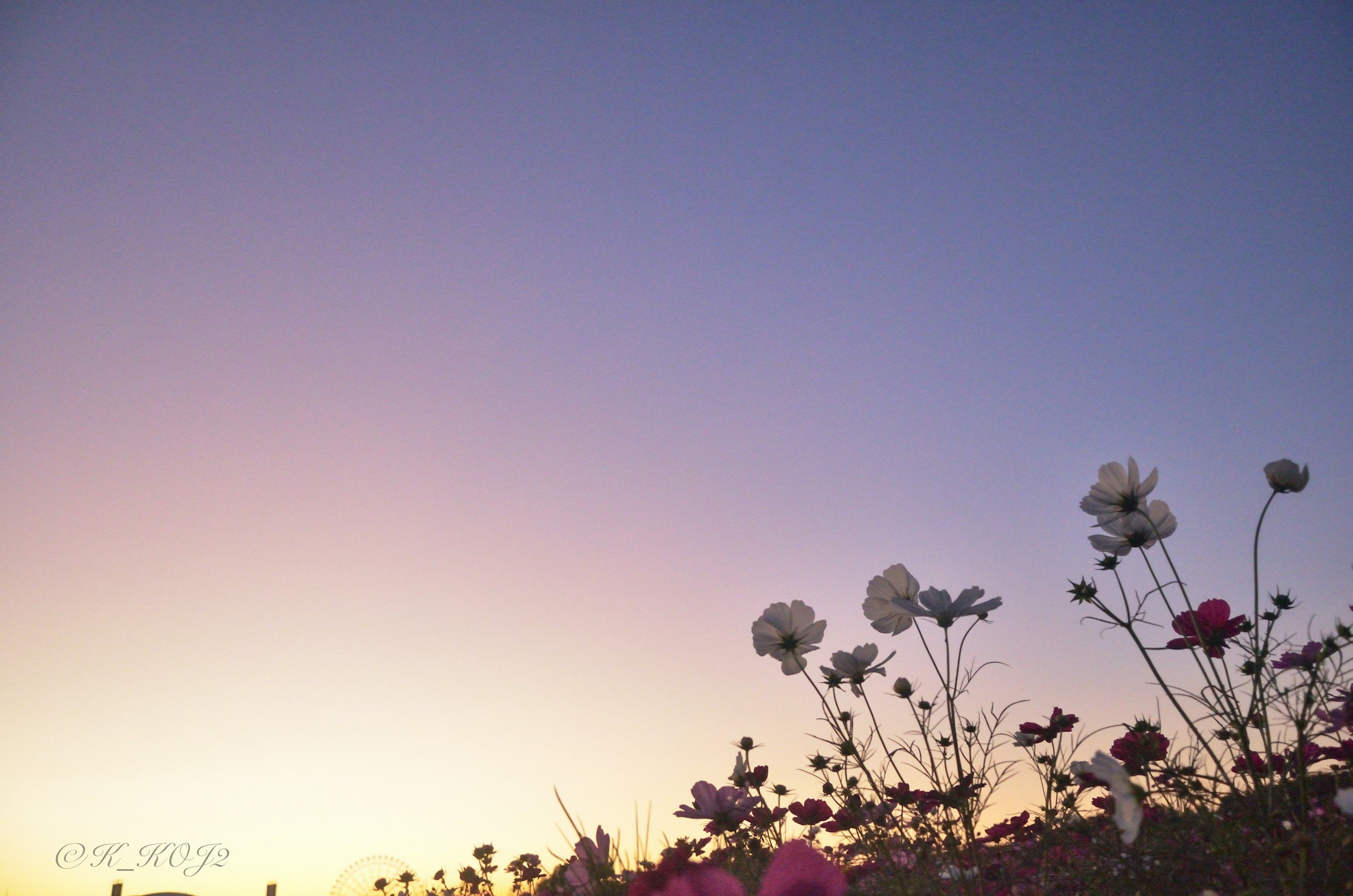 夕焼けの空に咲く花々のシルエット