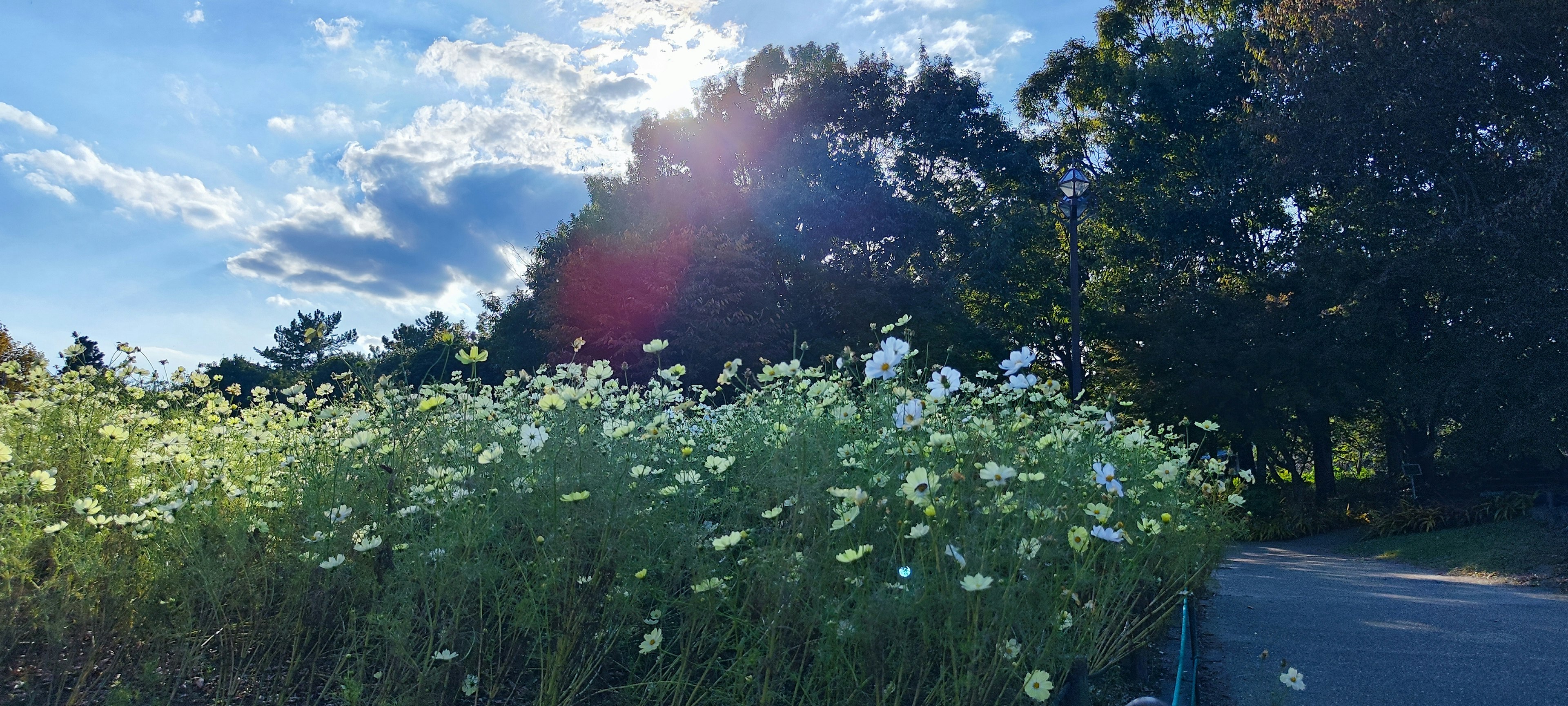 Paesaggio con fiori bianchi sotto un cielo blu