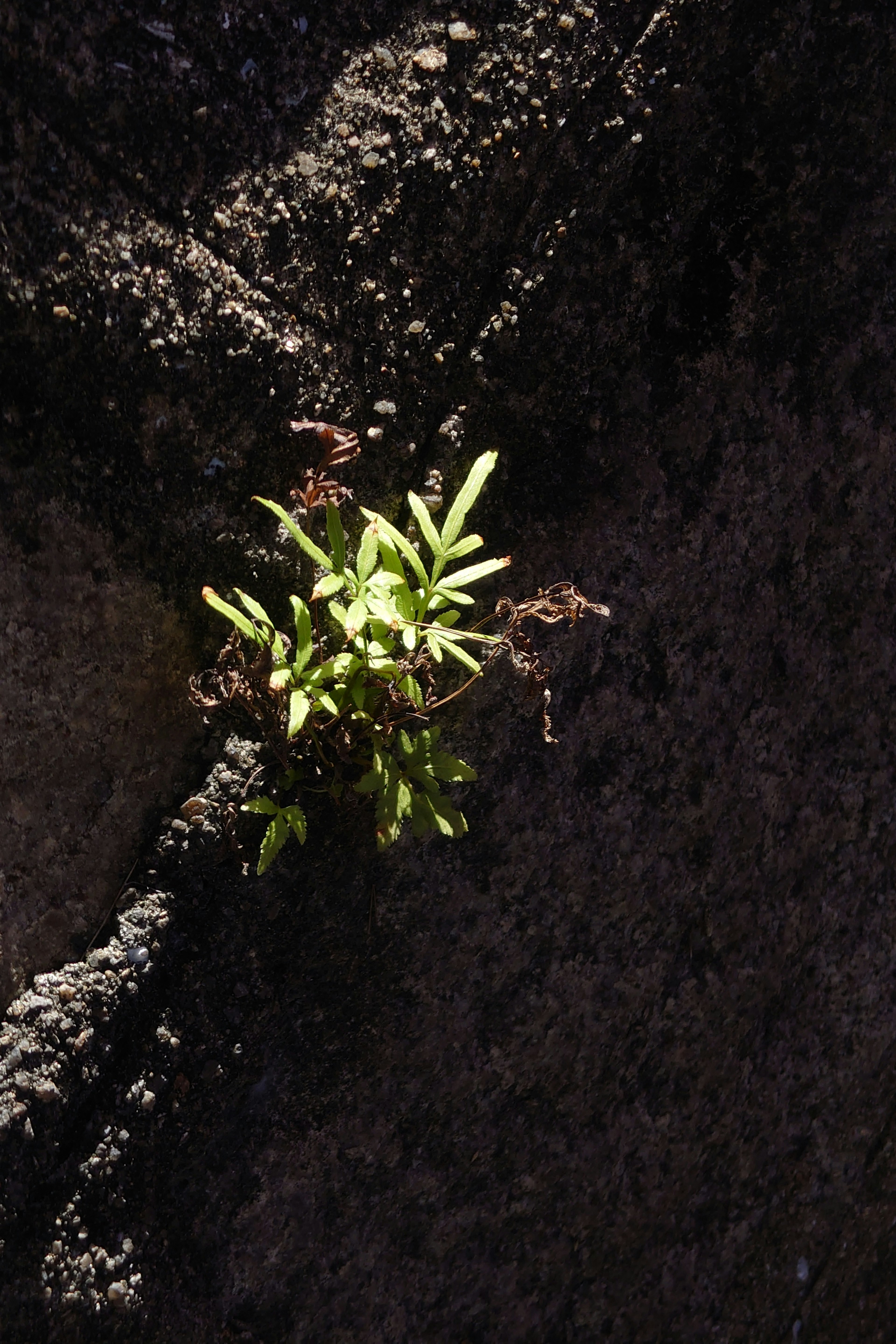 Planta verde creciendo de una grieta en la roca