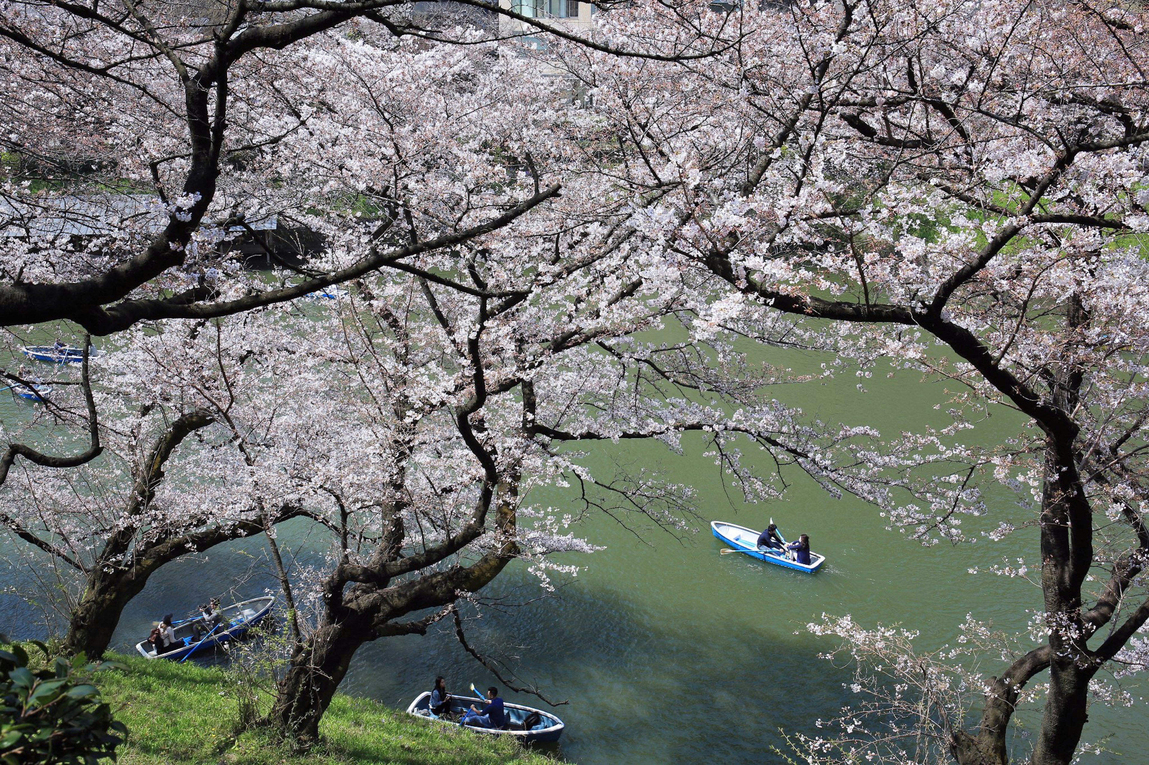 Pohon sakura yang mekar di atas air tenang dengan perahu