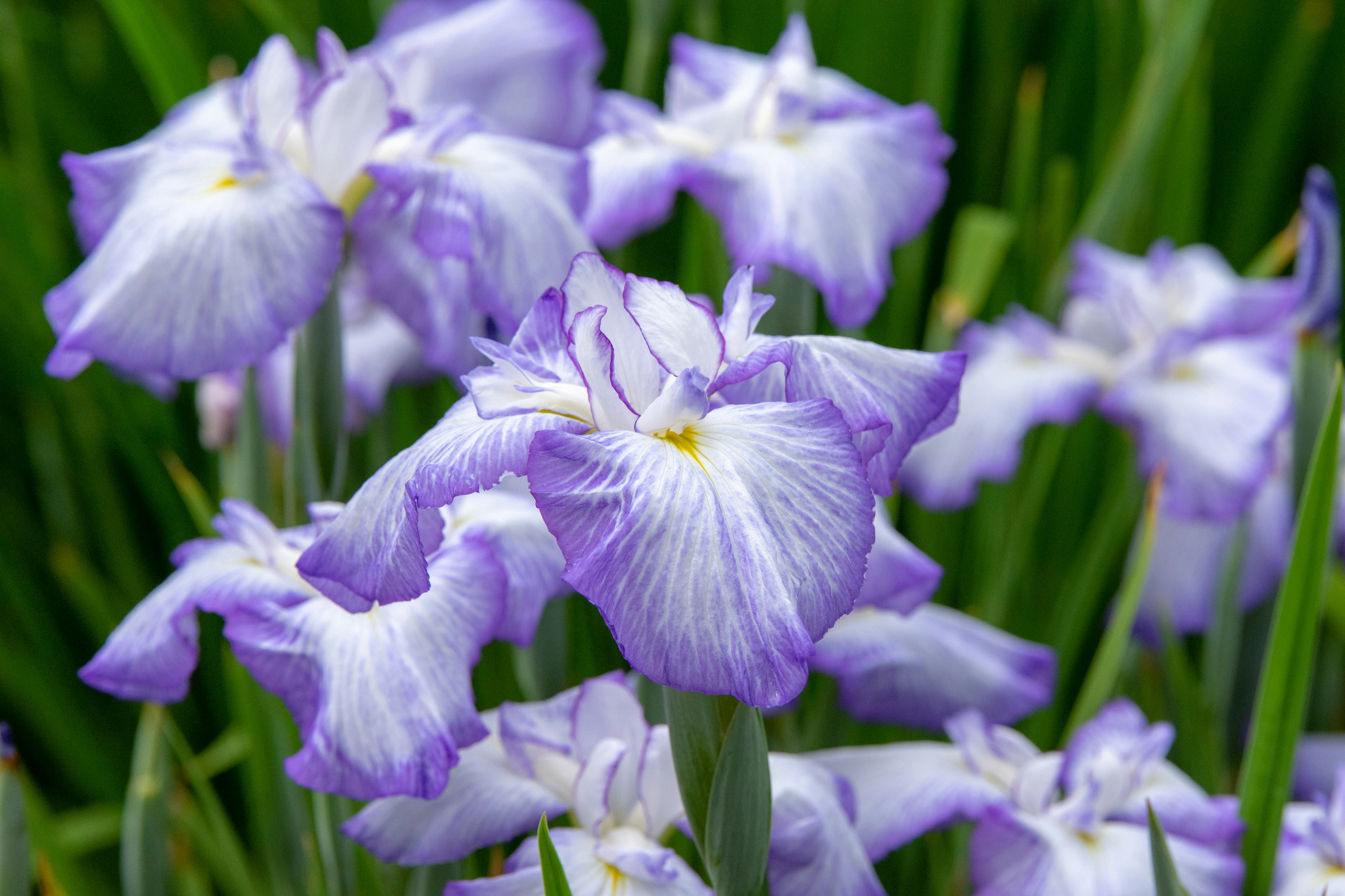 Groupe de fleurs d'iris violet clair entourées de feuilles vertes