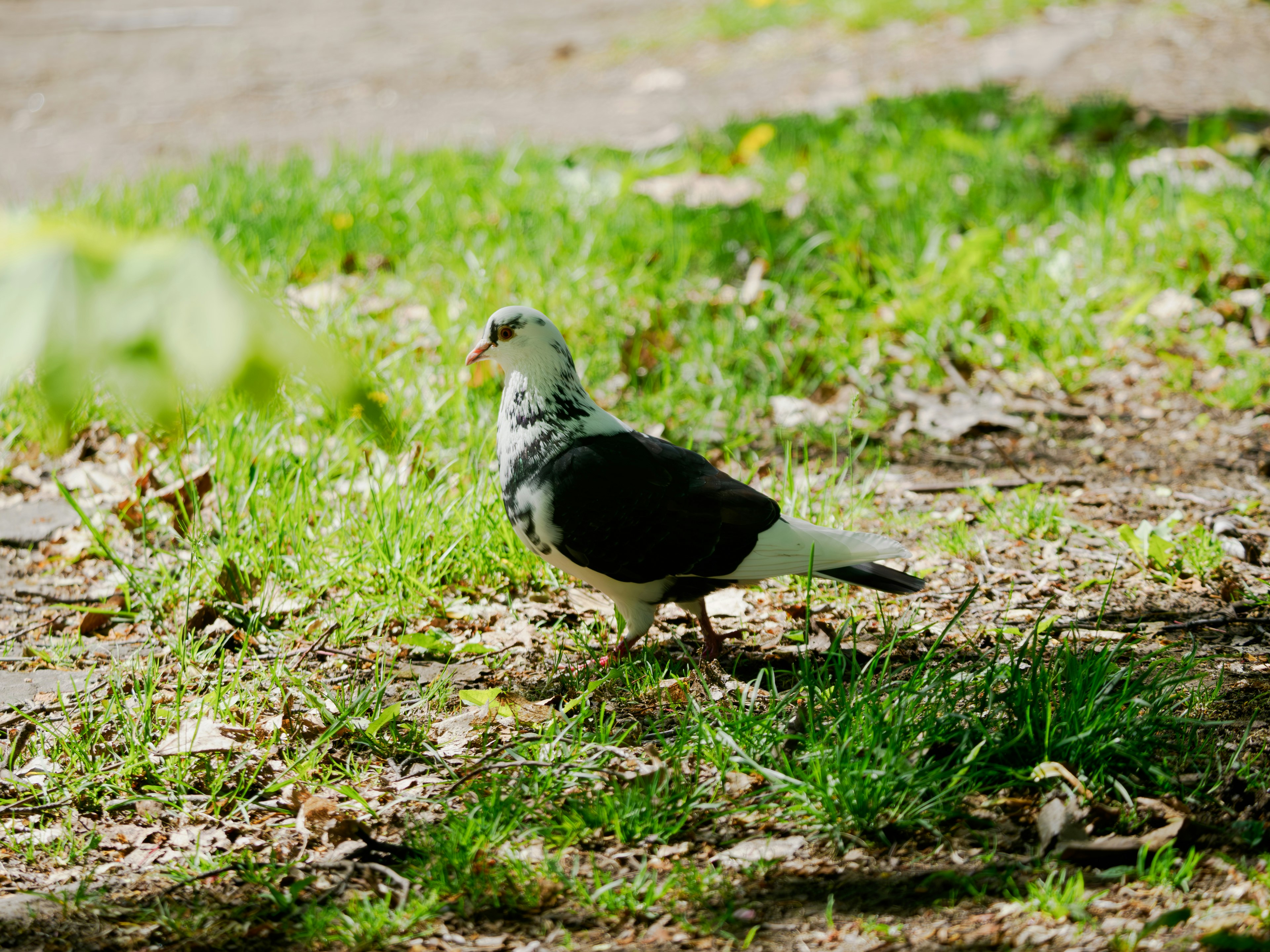 Seekor merpati hitam dan putih berjalan di atas rumput hijau