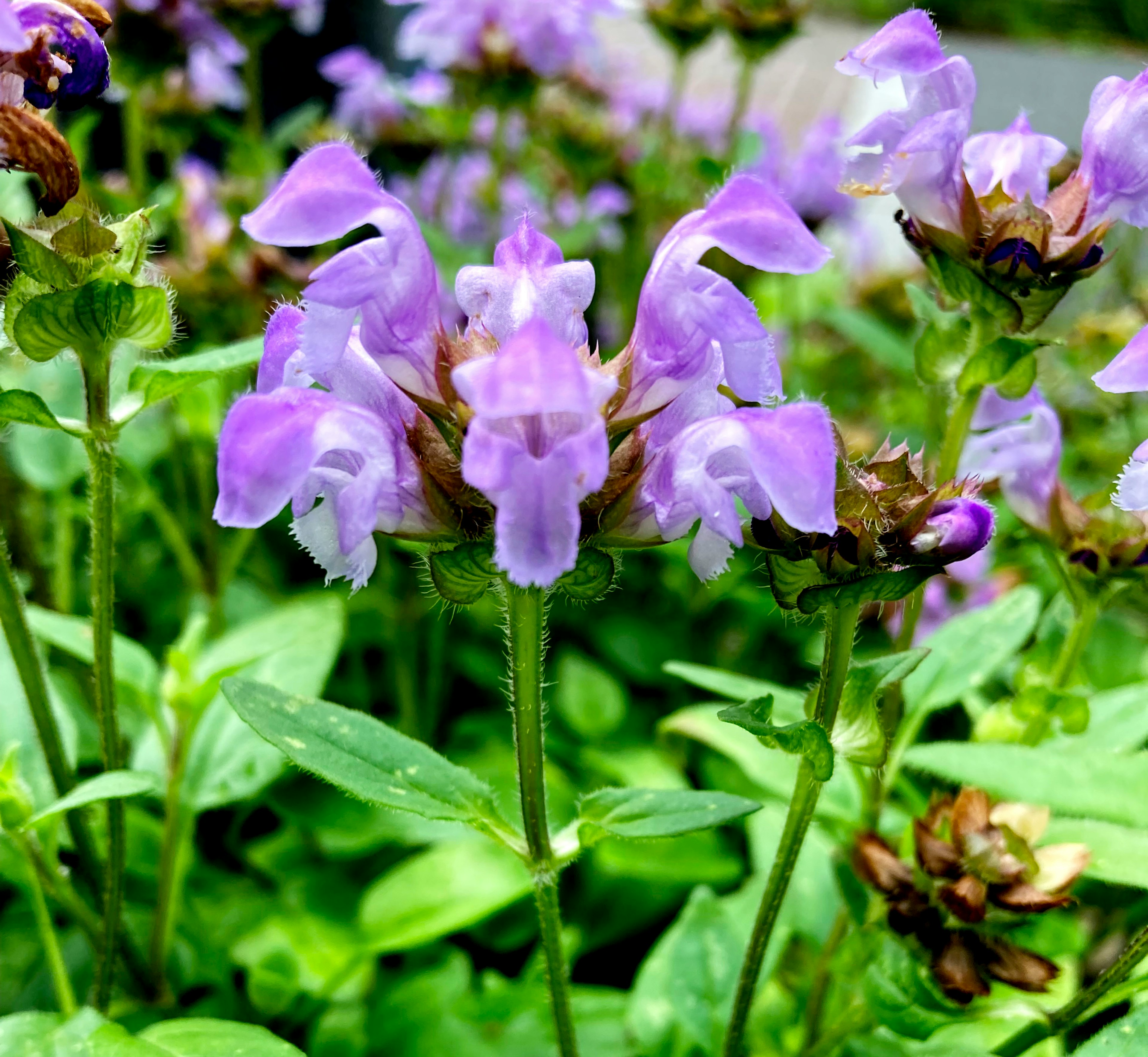 紫色の花が咲いている植物のクローズアップ