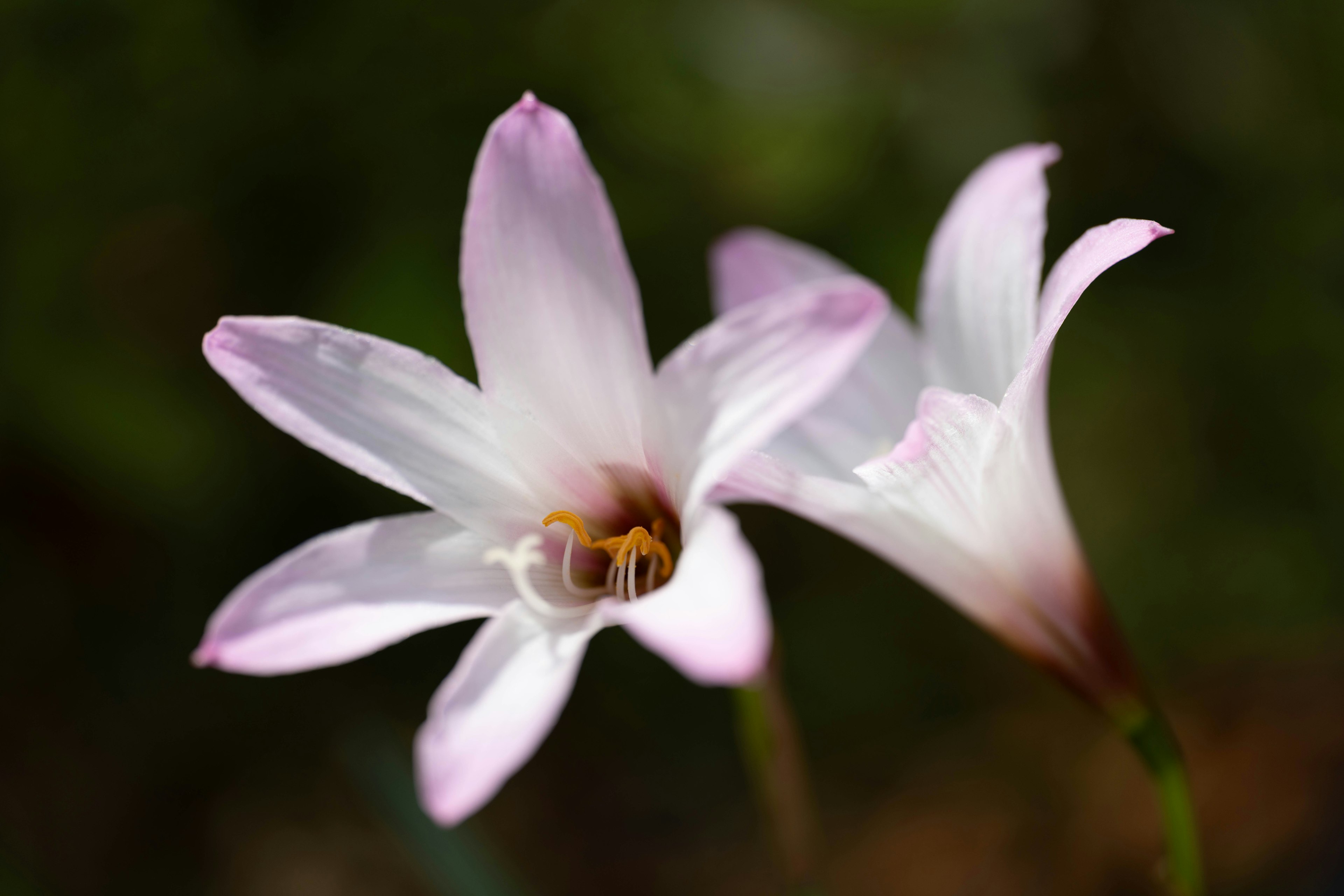 二つの淡いピンクの花が寄り添っている美しい写真