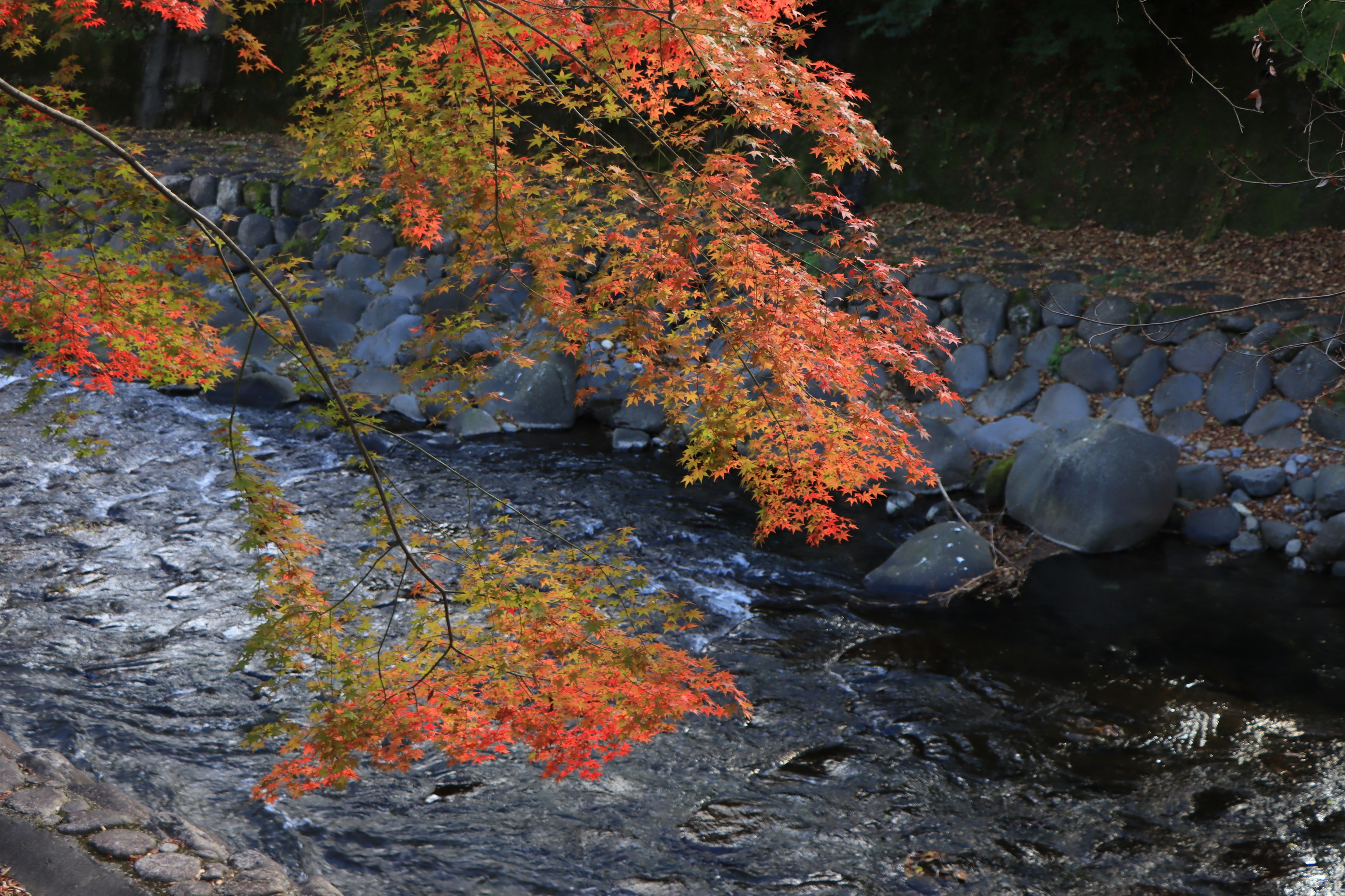 Vista del fiume con fogliame autunnale vibrante