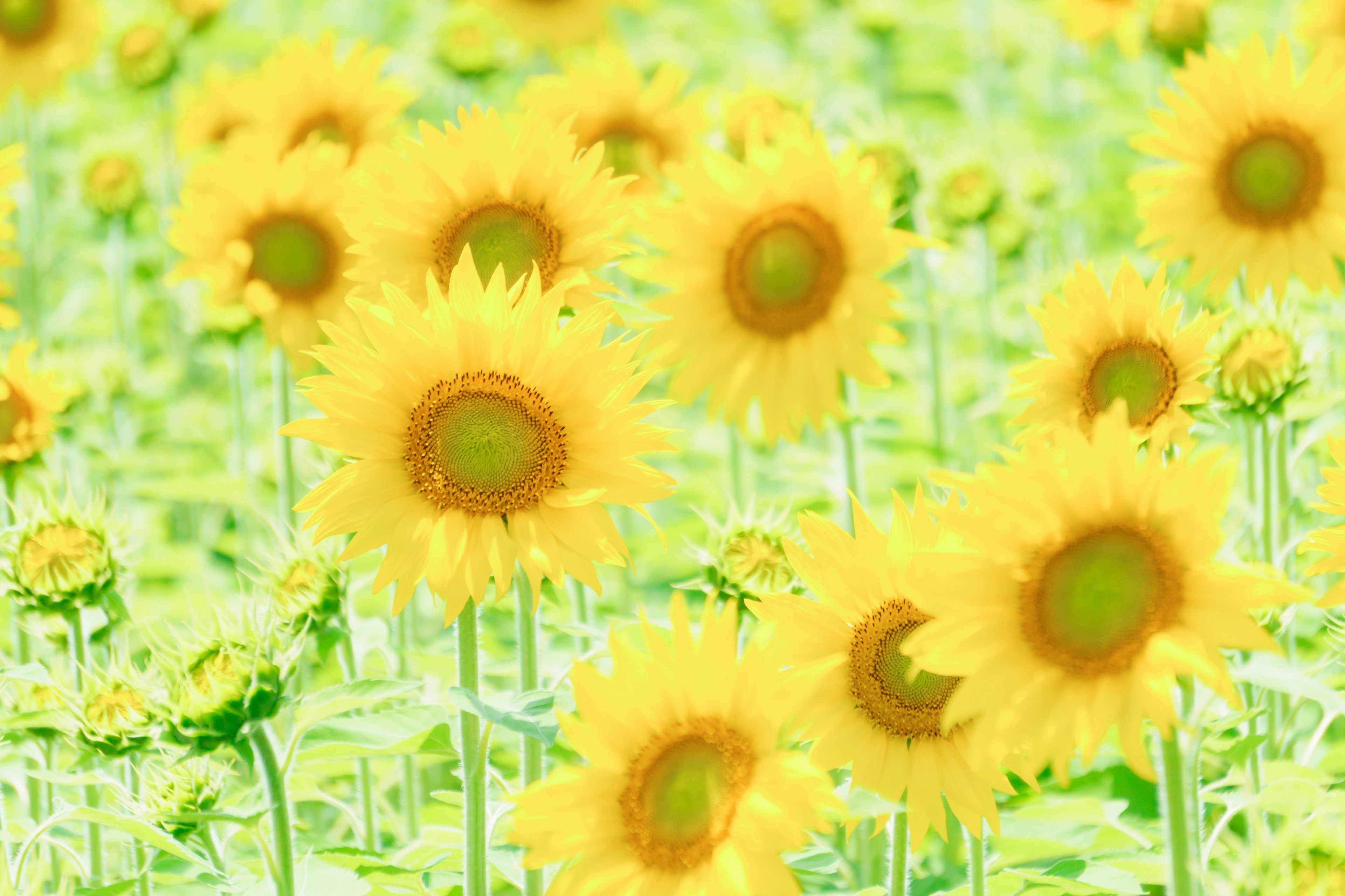 Helle Sonnenblumenfelder mit lebhaften gelben Blumen