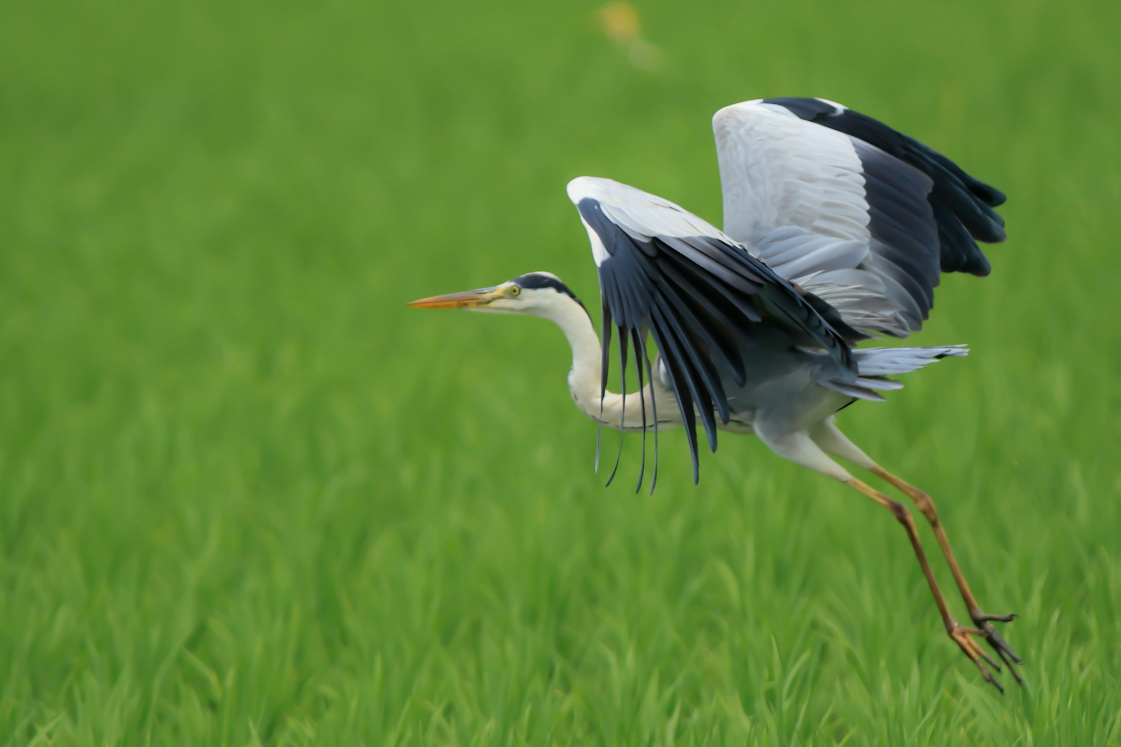 Bangkai abu-abu terbang di atas sawah hijau