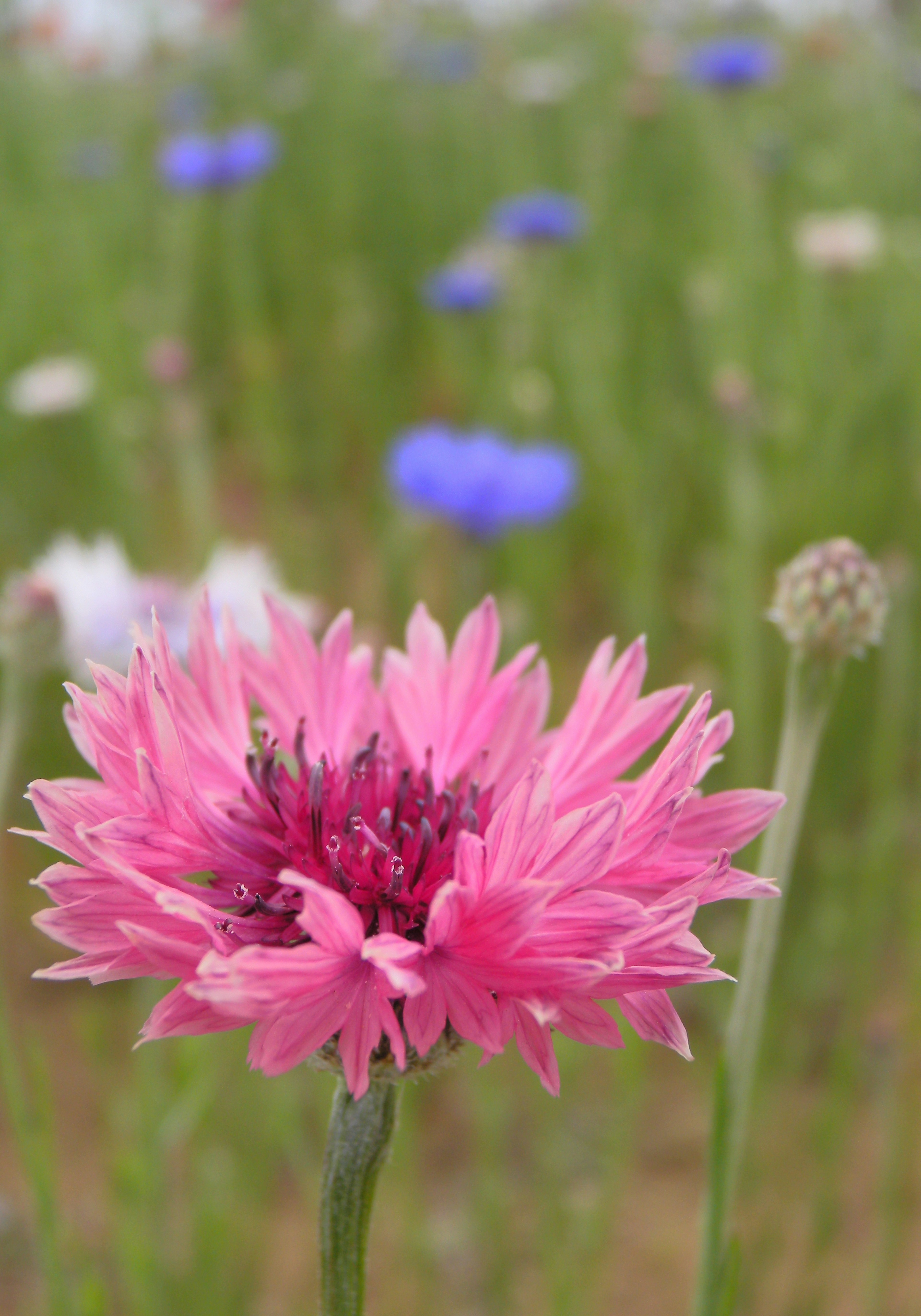 A vibrant pink flower surrounded by a field of wildflowers