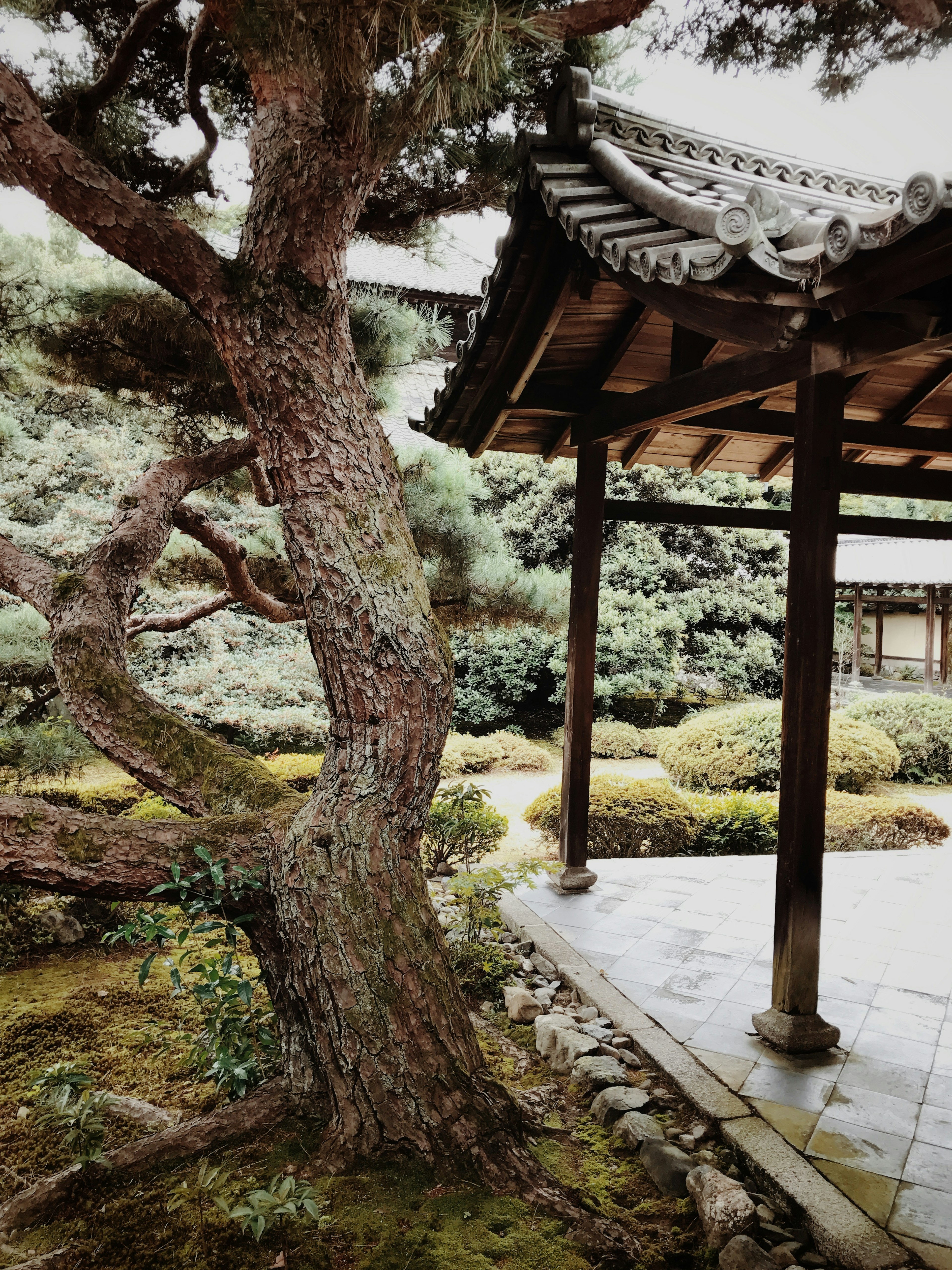 Pemandangan dengan pohon pinus dan bagian dari bangunan tradisional Jepang