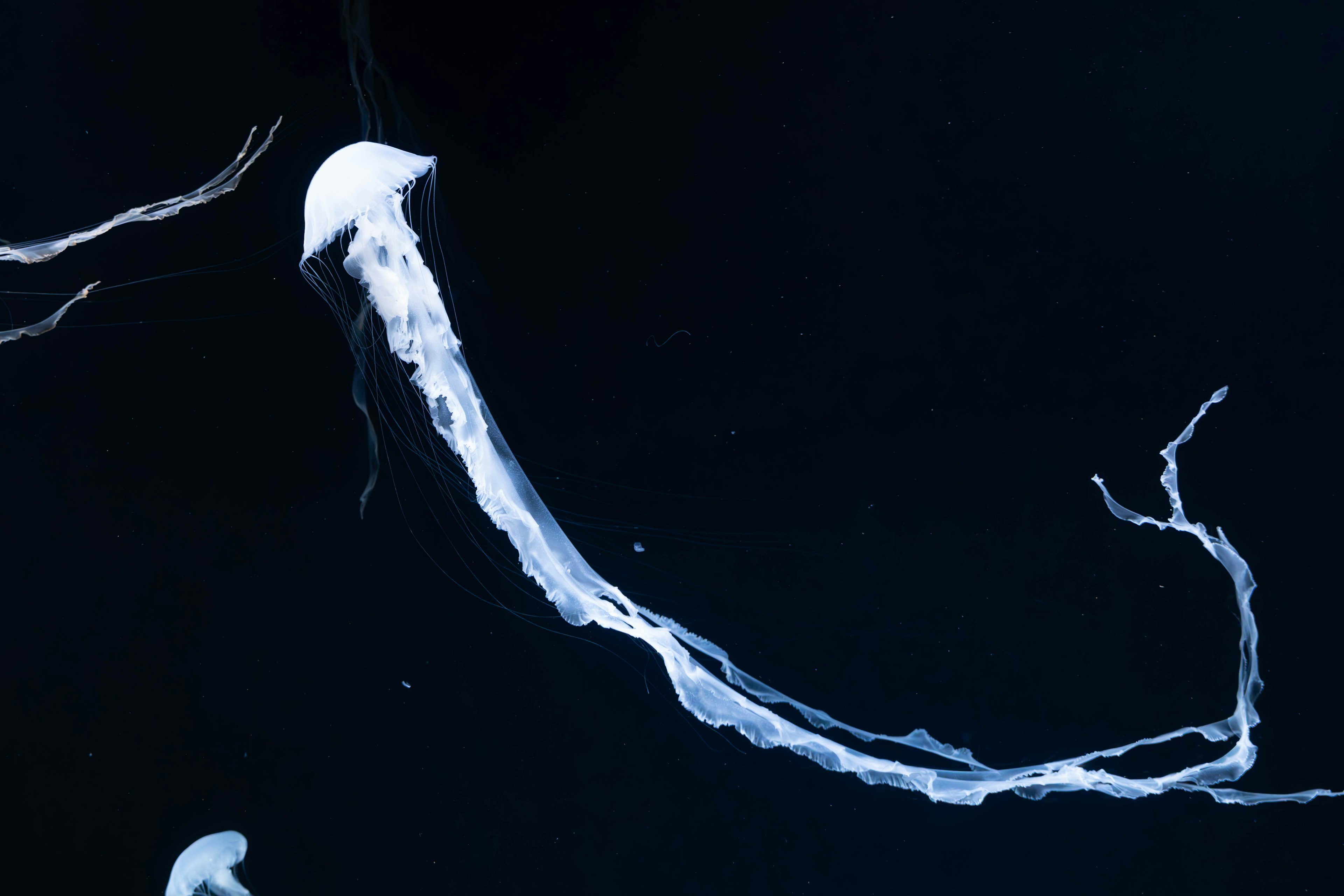 Detailed view of a transparent jellyfish against a dark background