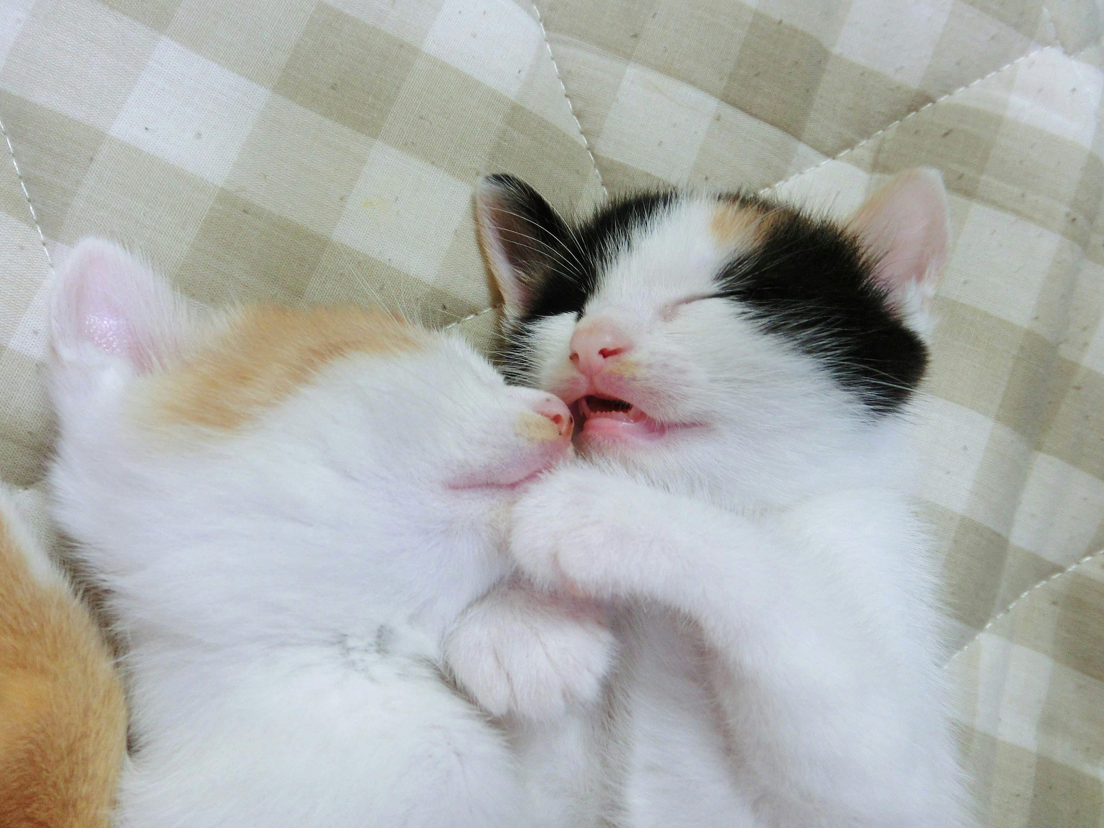 Two adorable kittens cuddling together