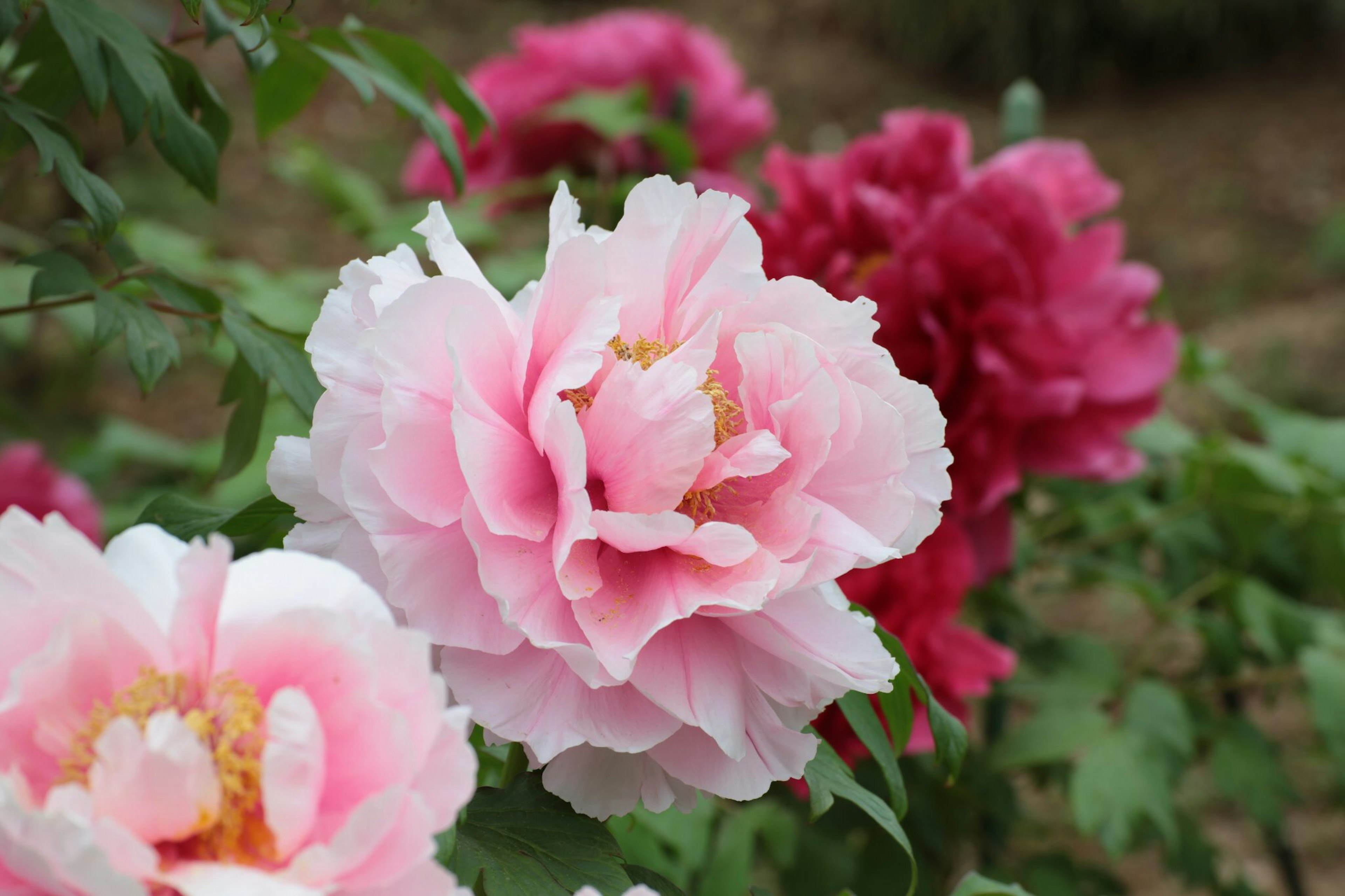 Hermosas flores de peonía floreciendo en un jardín