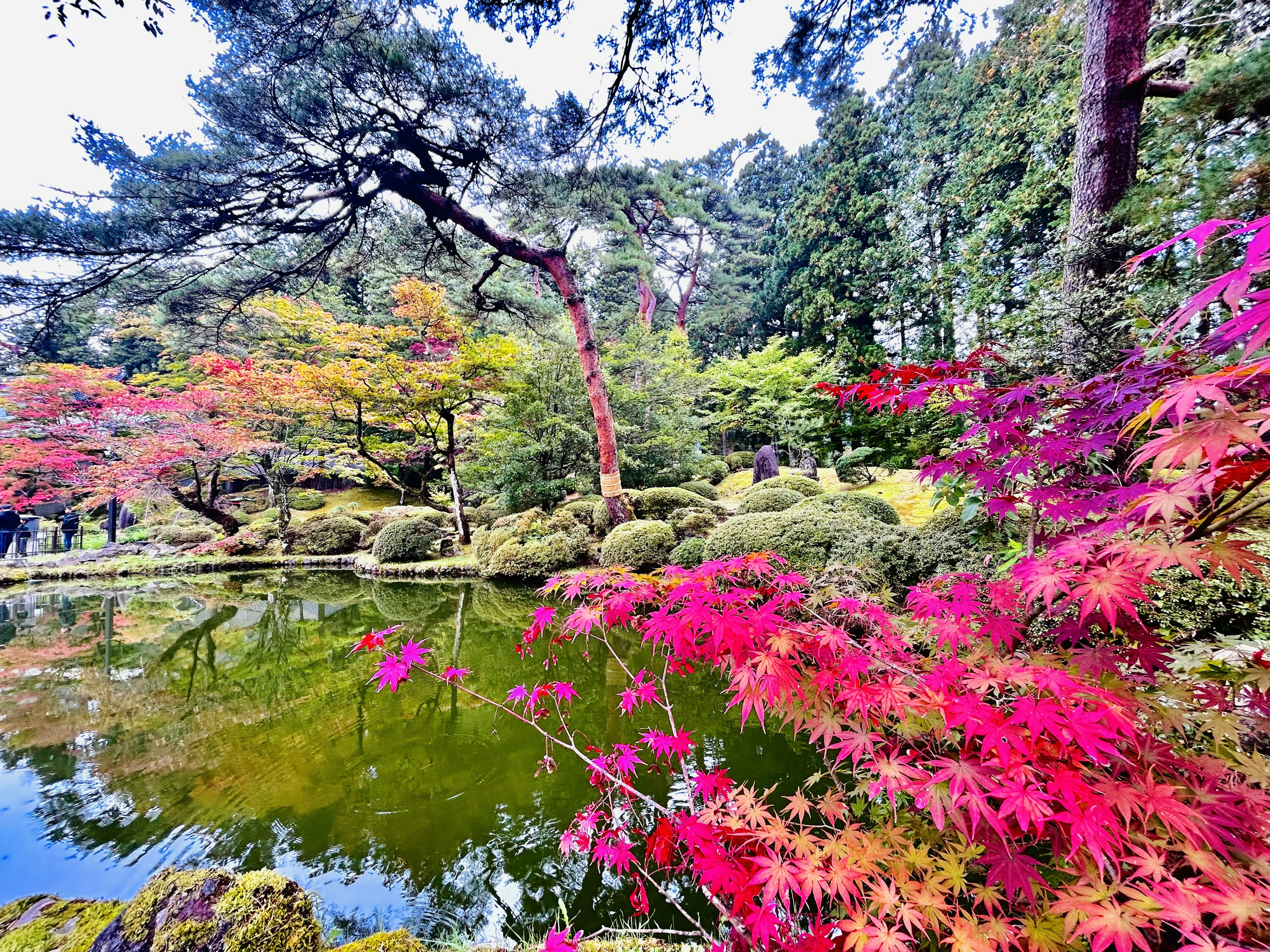 美麗的日本庭院秋季景色五彩繽紛的樹葉和寧靜的池塘