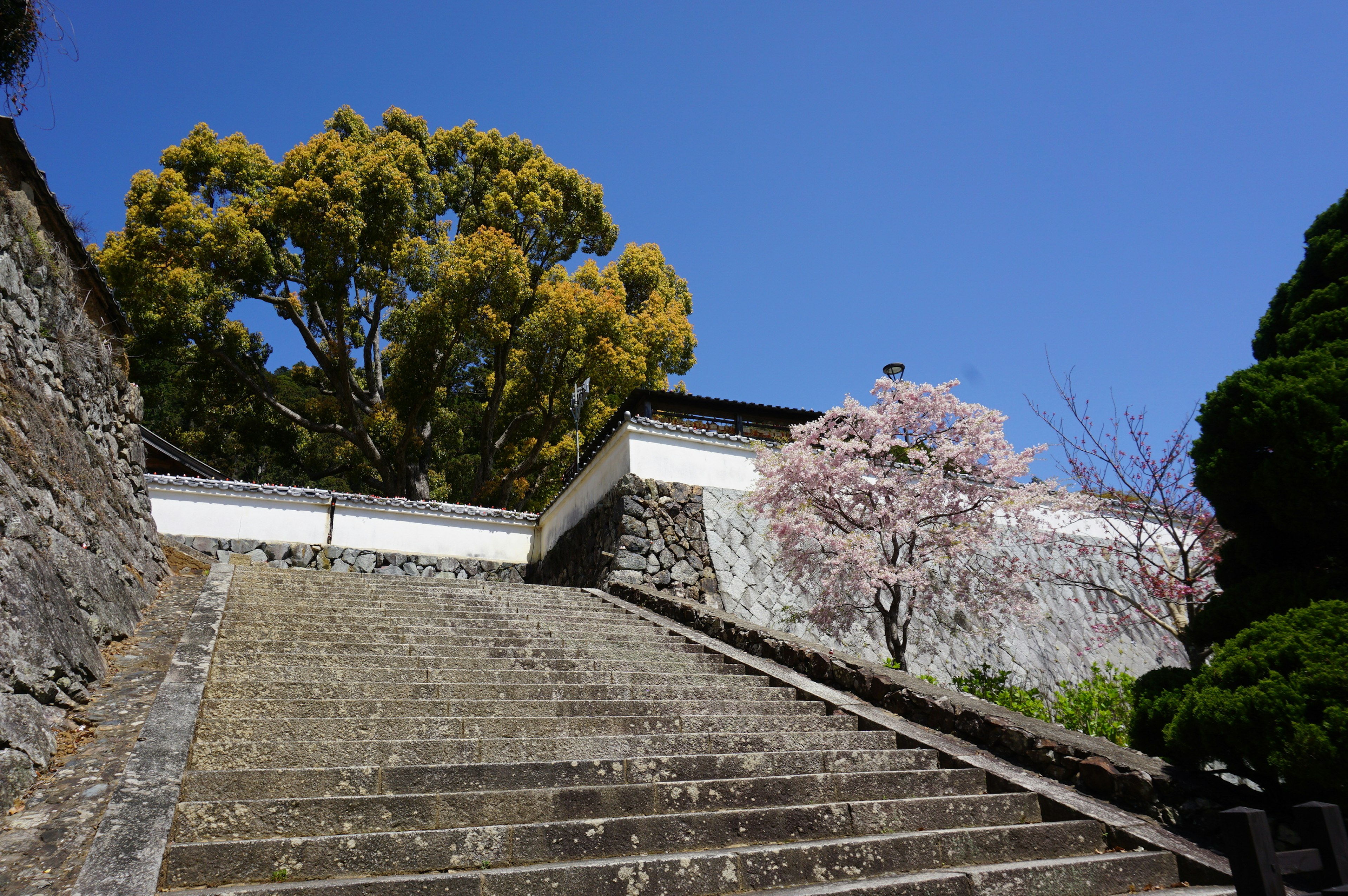 桜と緑の木々がある石段の風景