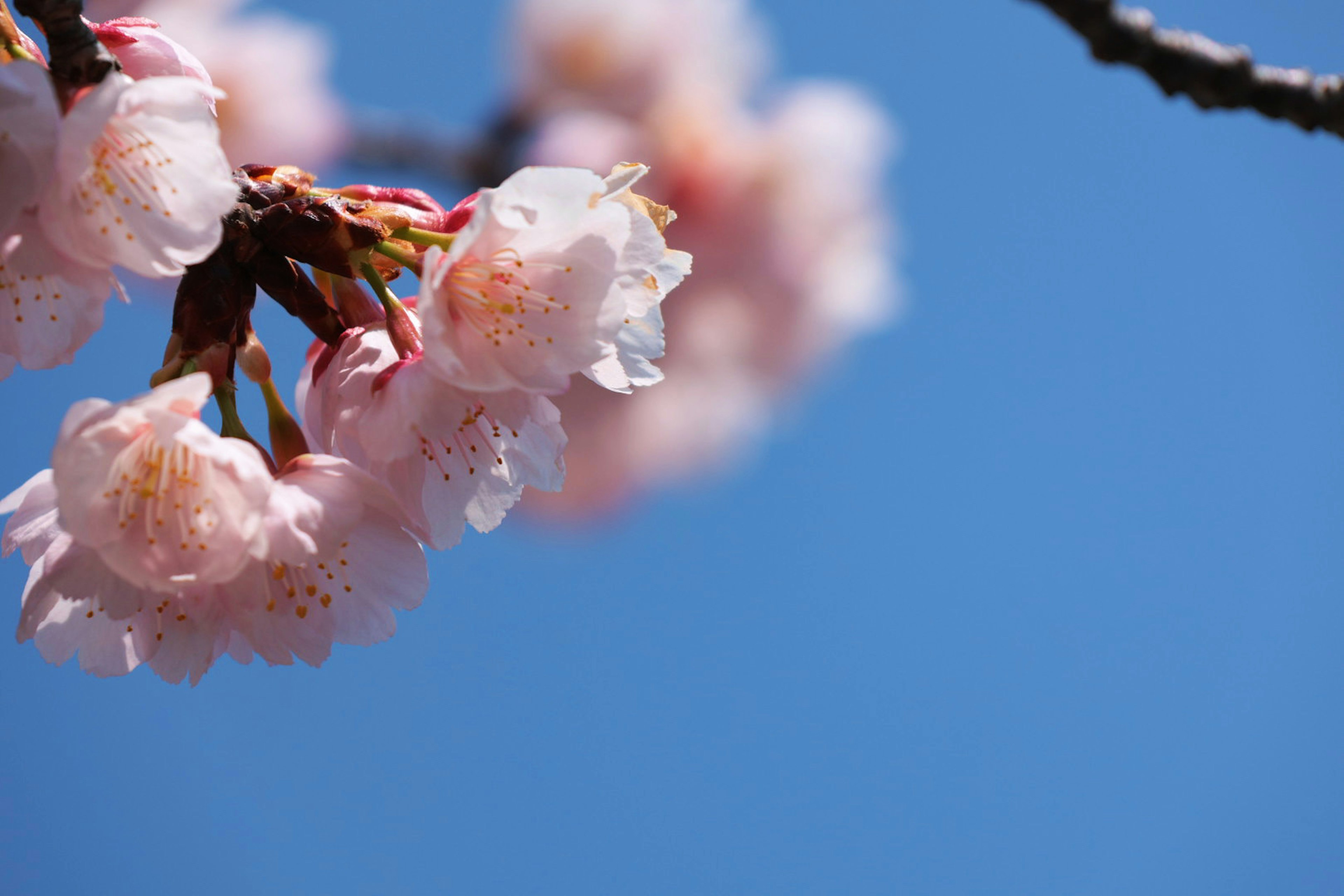 青空を背景にした桜の花のクローズアップ