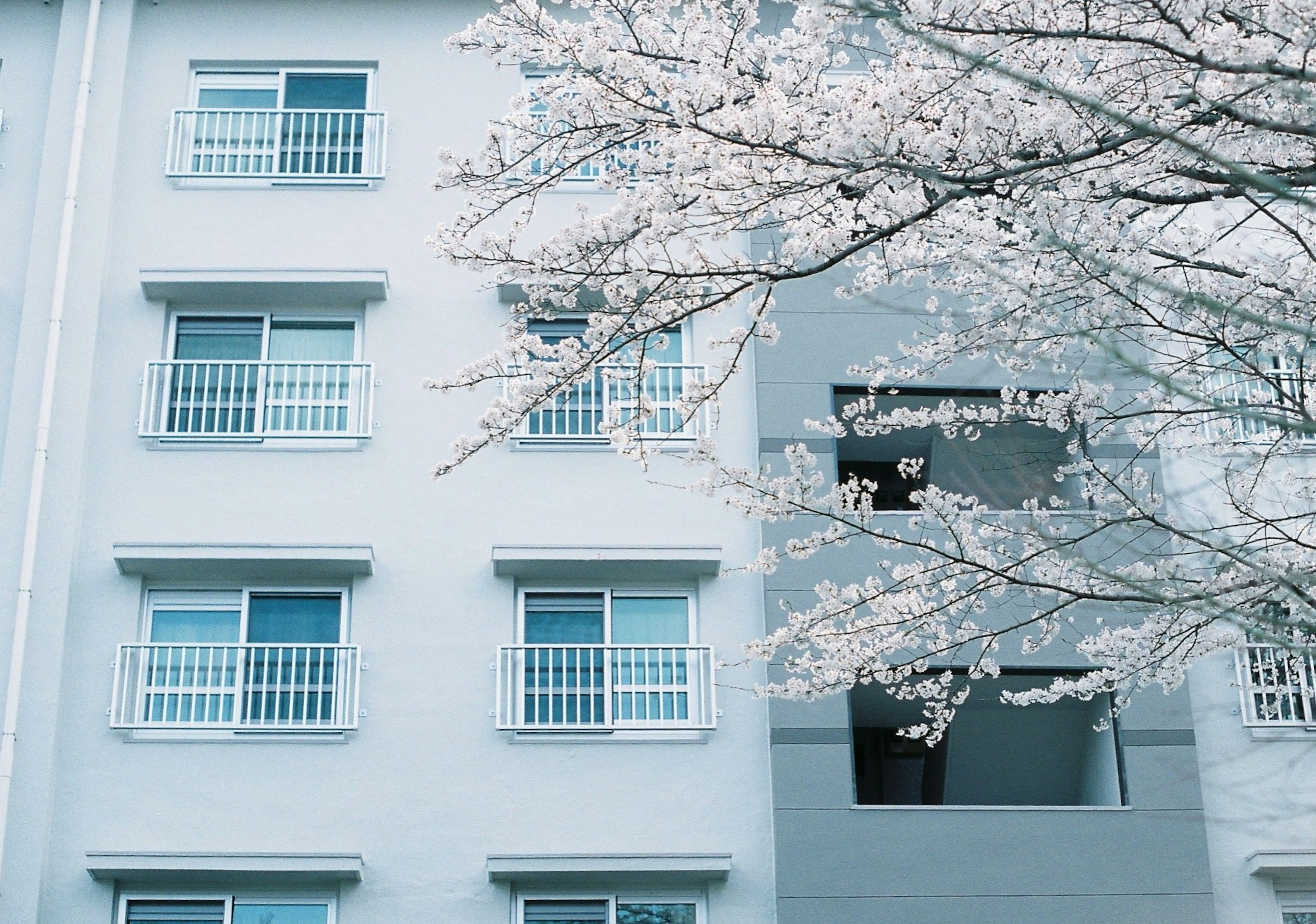 桜の花が咲く白い建物の外観と窓