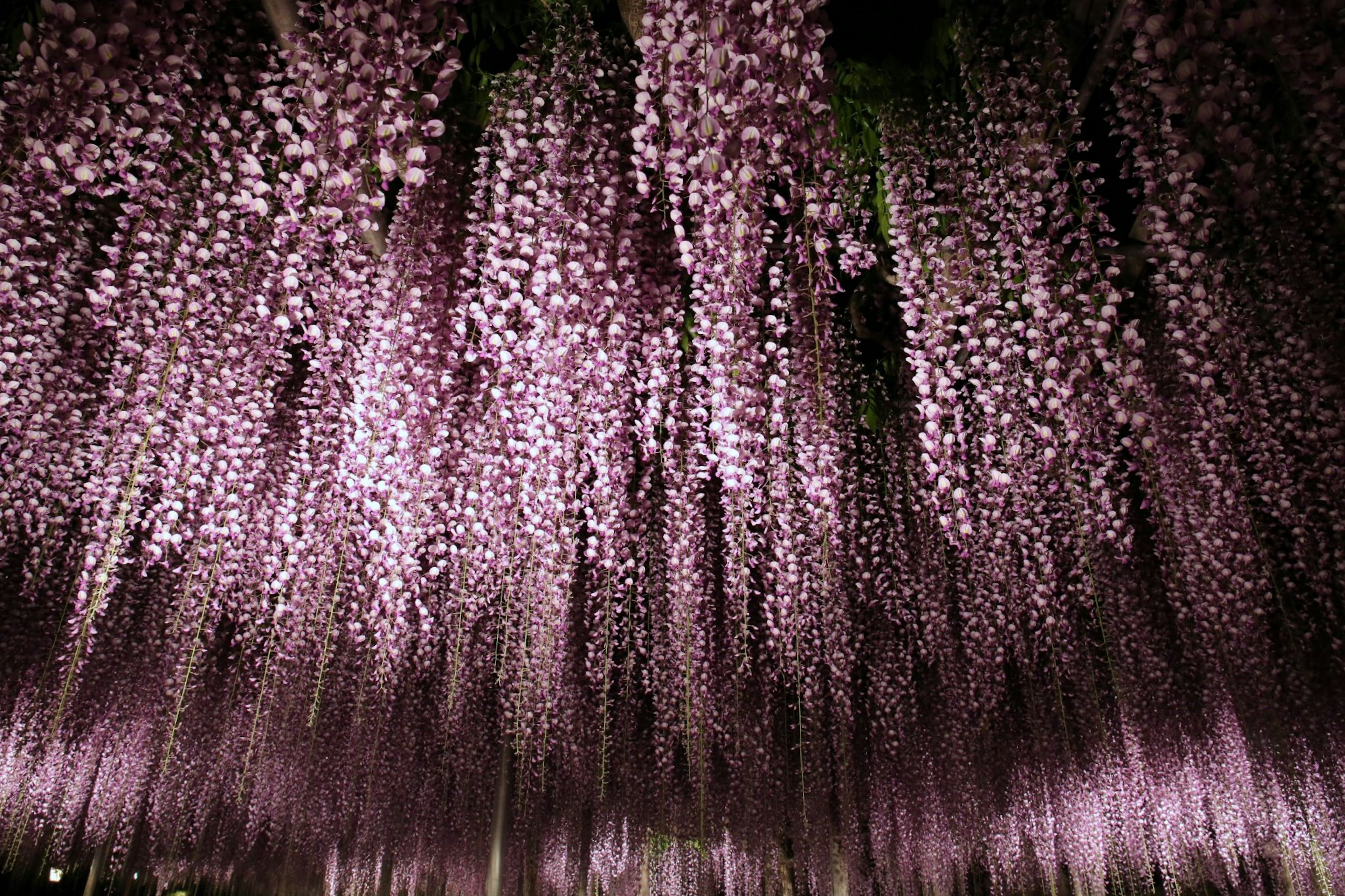 Pemandangan indah bunga wisteria ungu yang menggantung