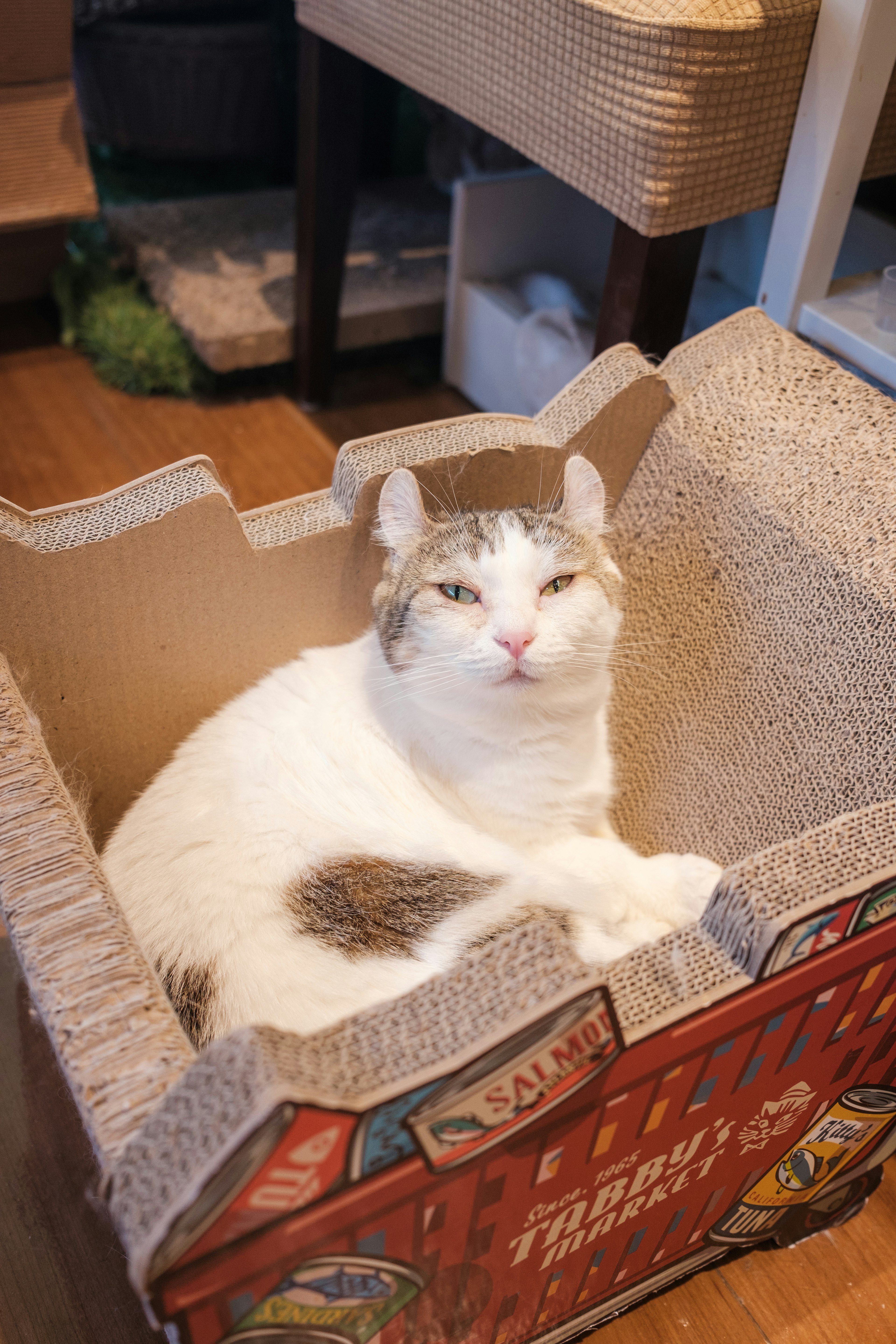 A white cat relaxing in a cardboard box