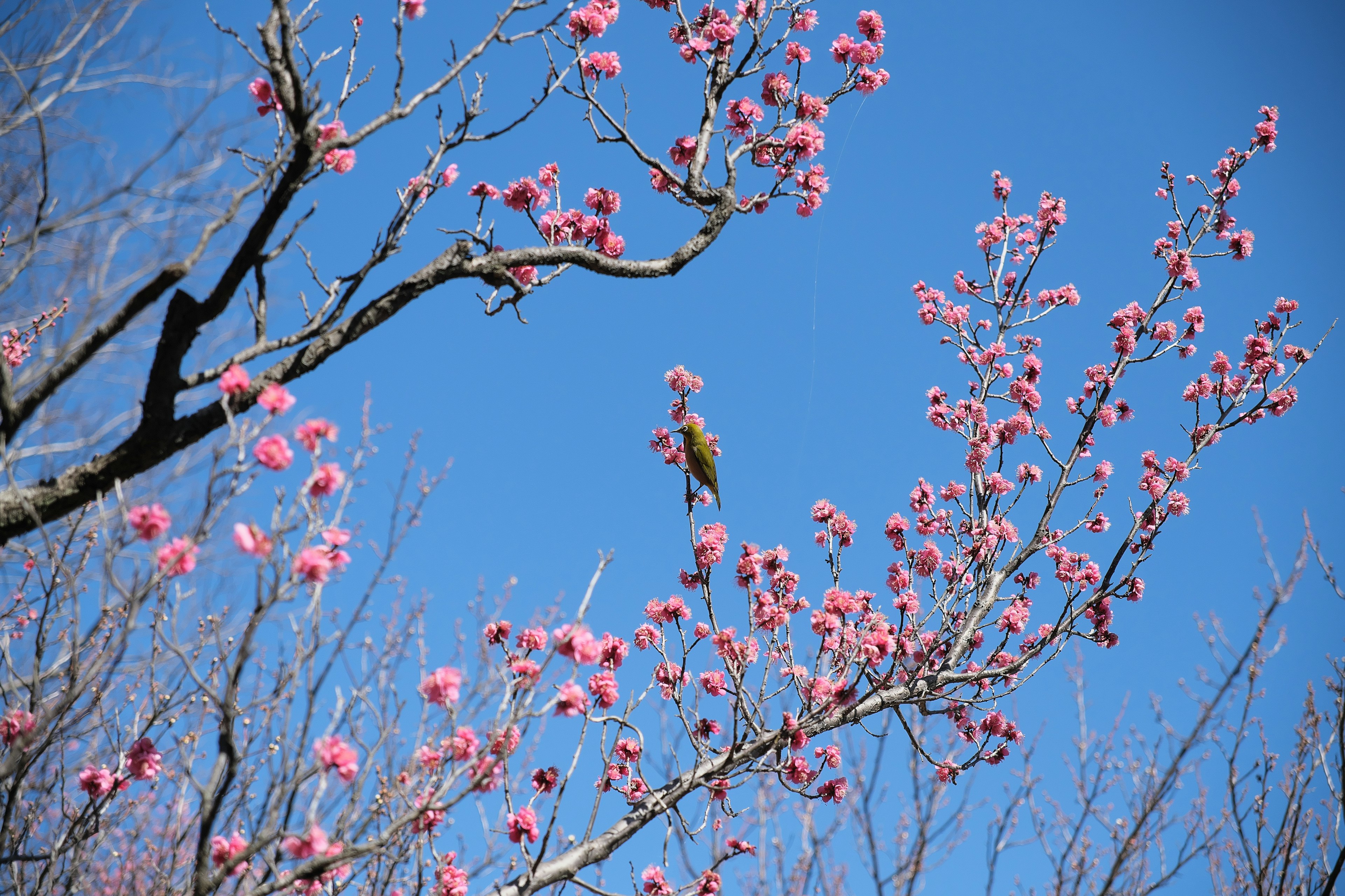 Un pájaro posado en ramas con flores de durazno rosas bajo un cielo azul claro