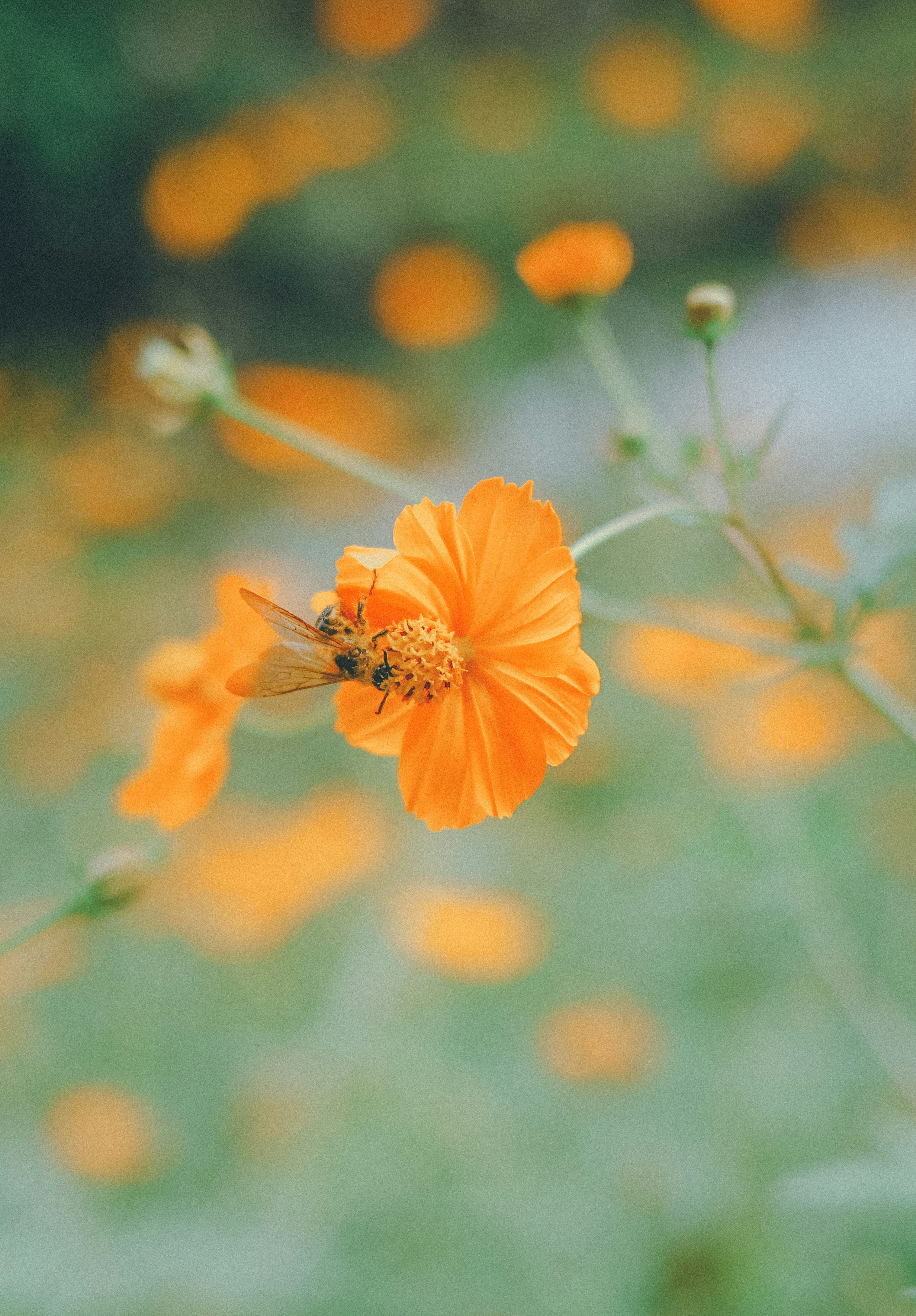 Un primer plano de una flor naranja con una abeja en ella rodeada de un fondo borroso de flores amarillas