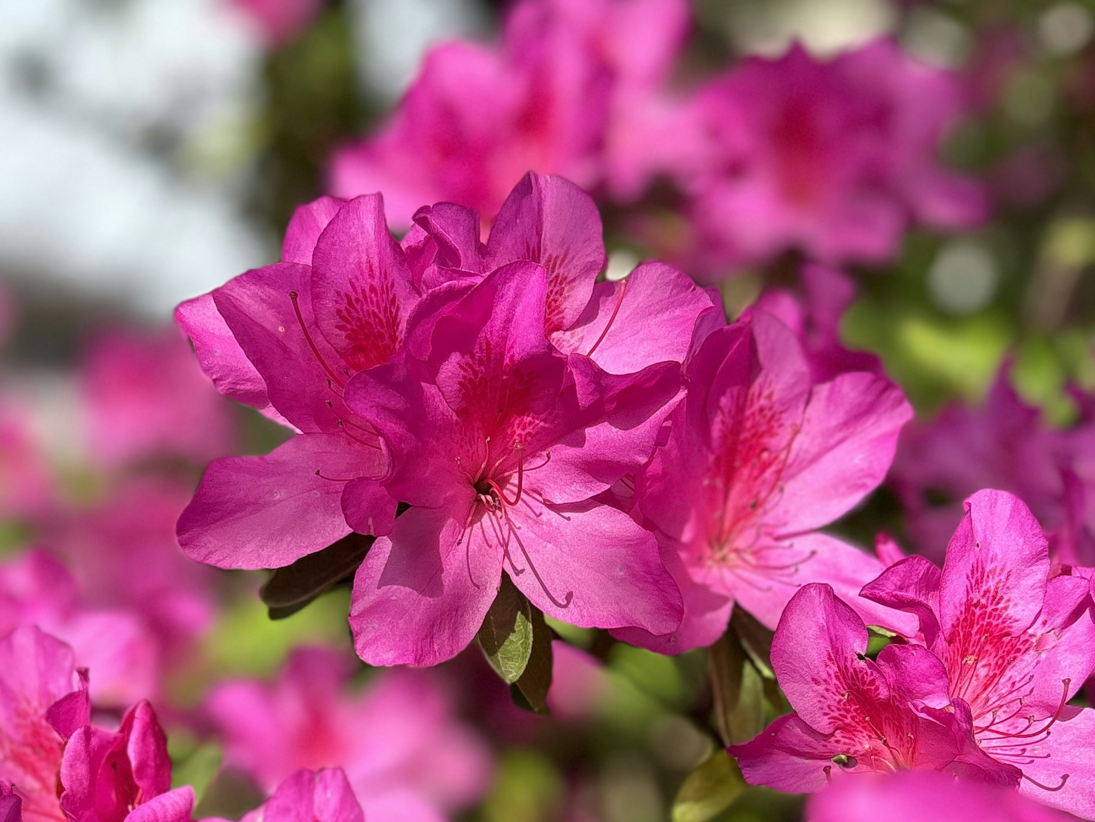 Vibrant pink azalea flowers in bloom