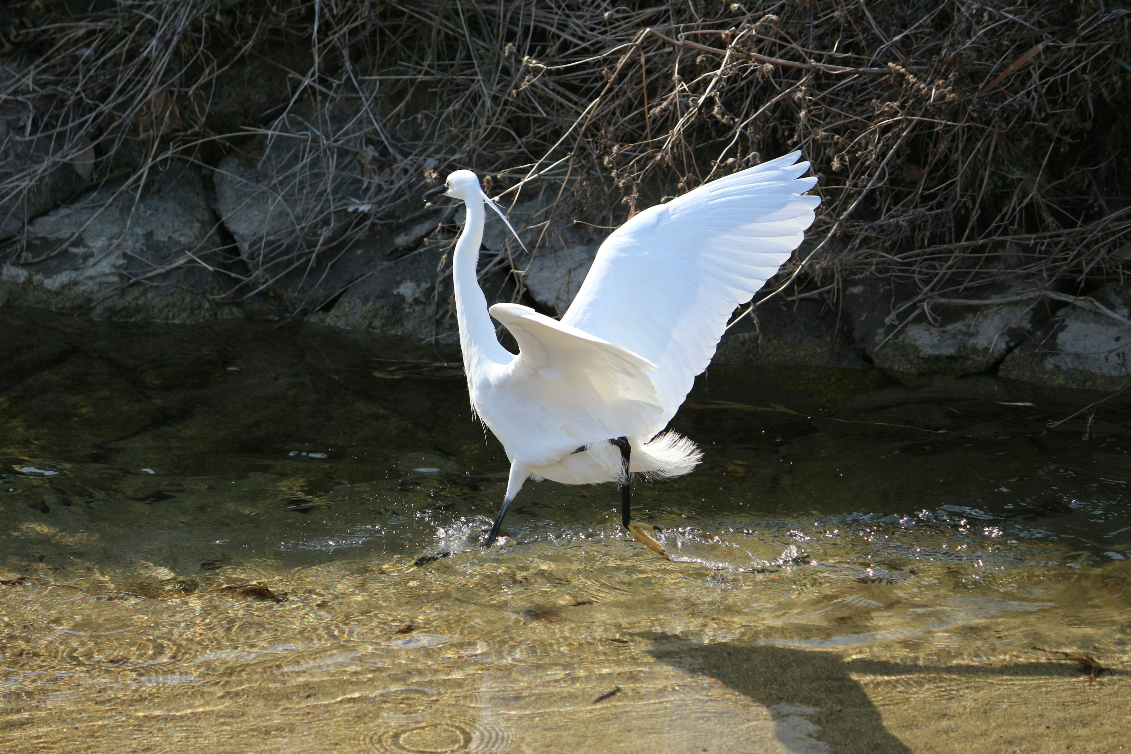 Una garza blanca extendiendo sus alas cerca del agua