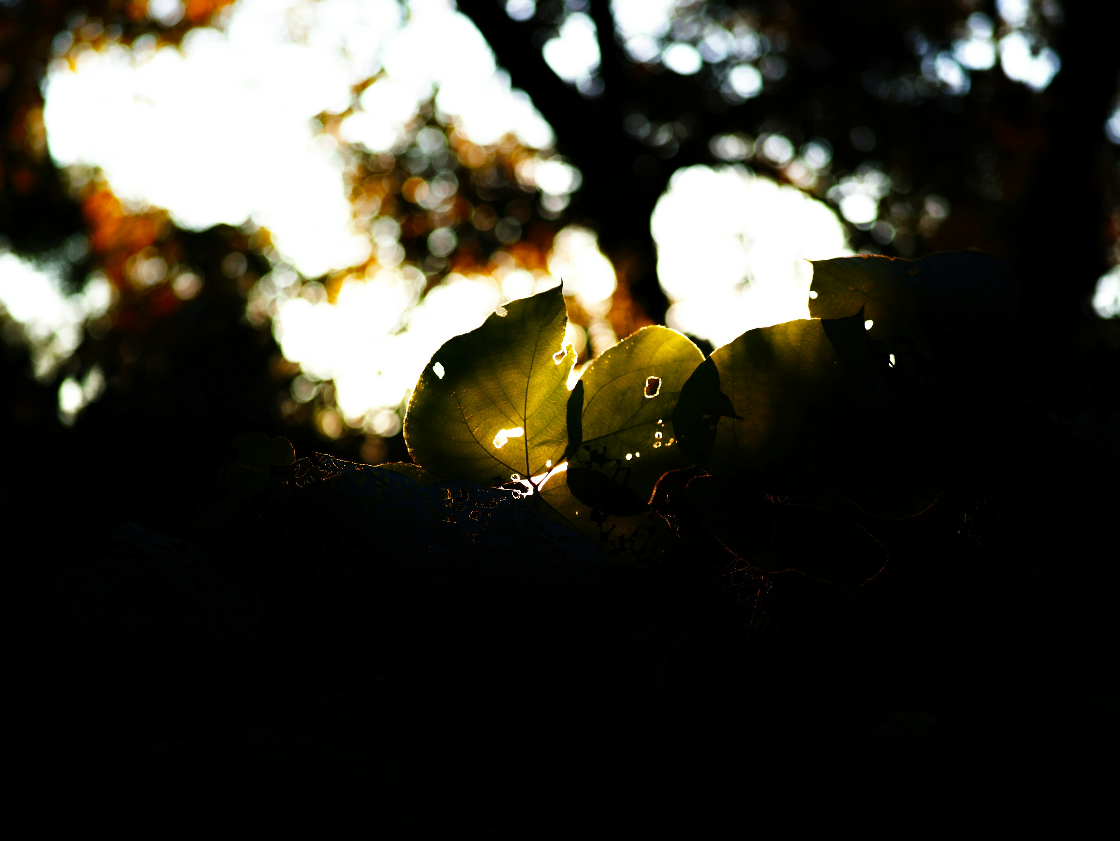 Green leaves illuminated against a dark background