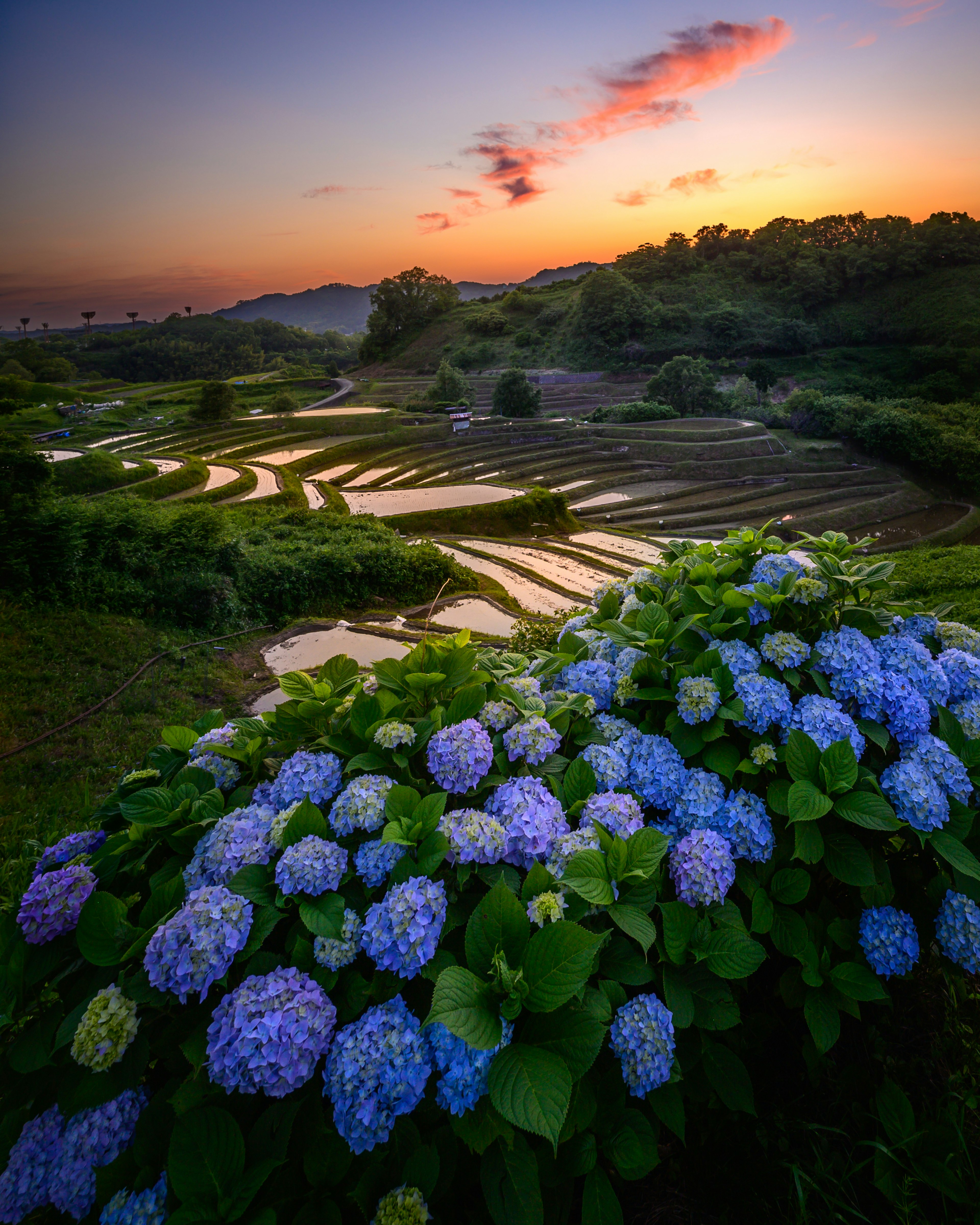 美しい紫陽花が咲く田んぼの風景 日没時の穏やかな空と水田の景観