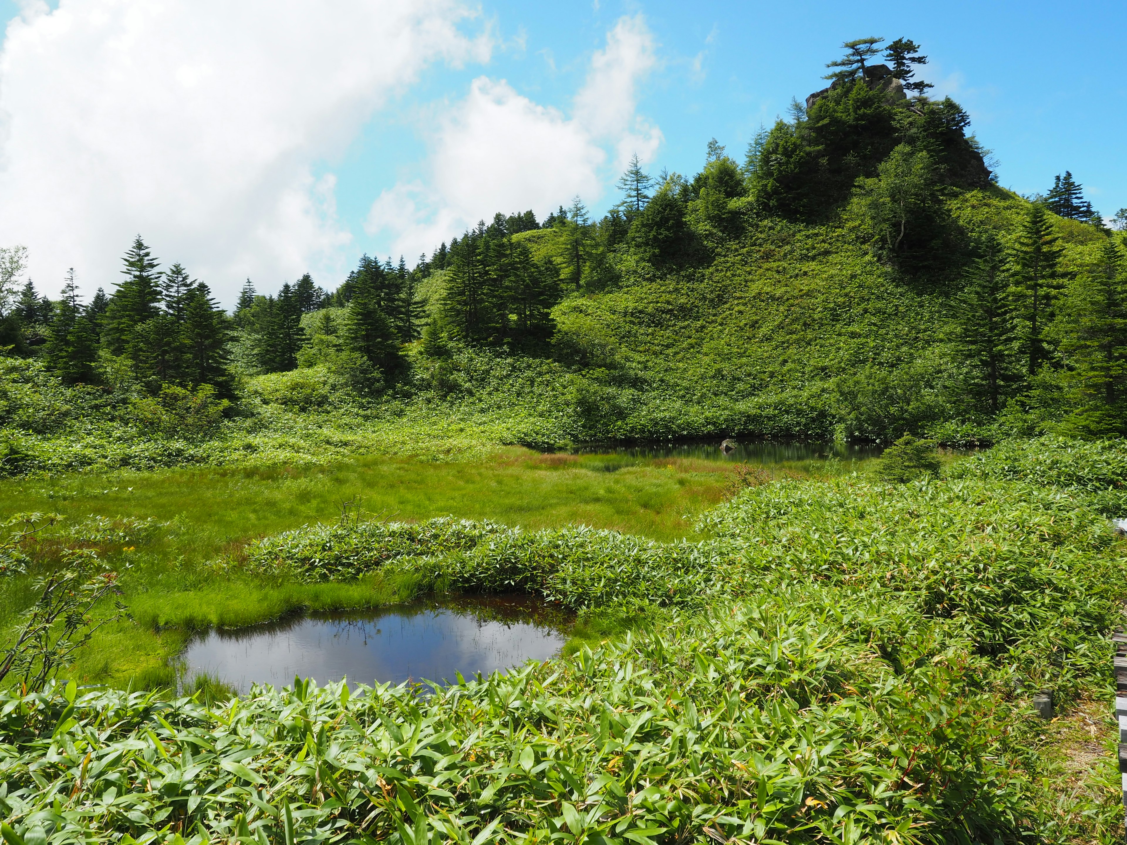 Üppige grüne Landschaft mit einem kleinen Teich, der den blauen Himmel und die weißen Wolken spiegelt