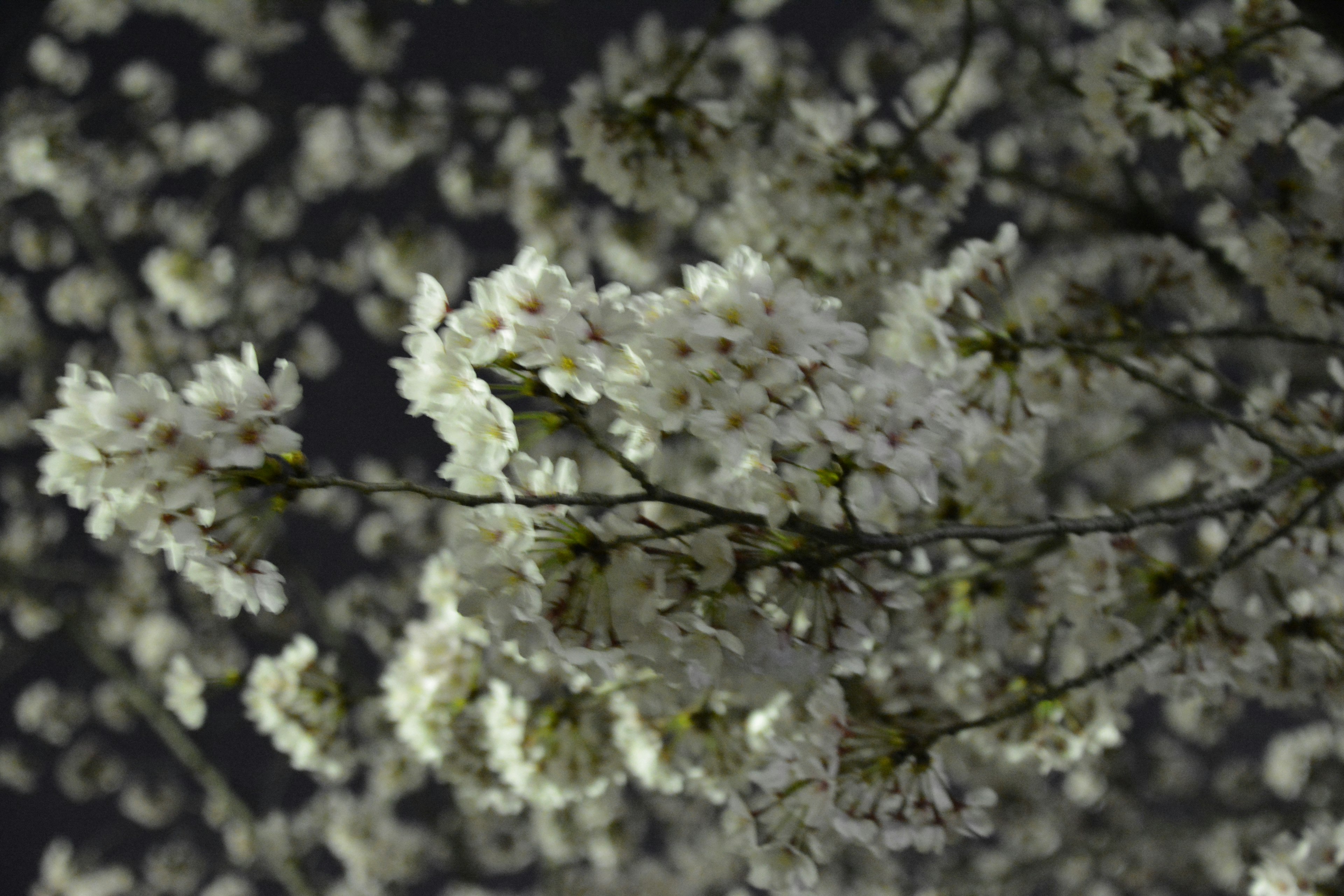 白い花が咲いている枝が暗い背景に浮かぶ美しい風景