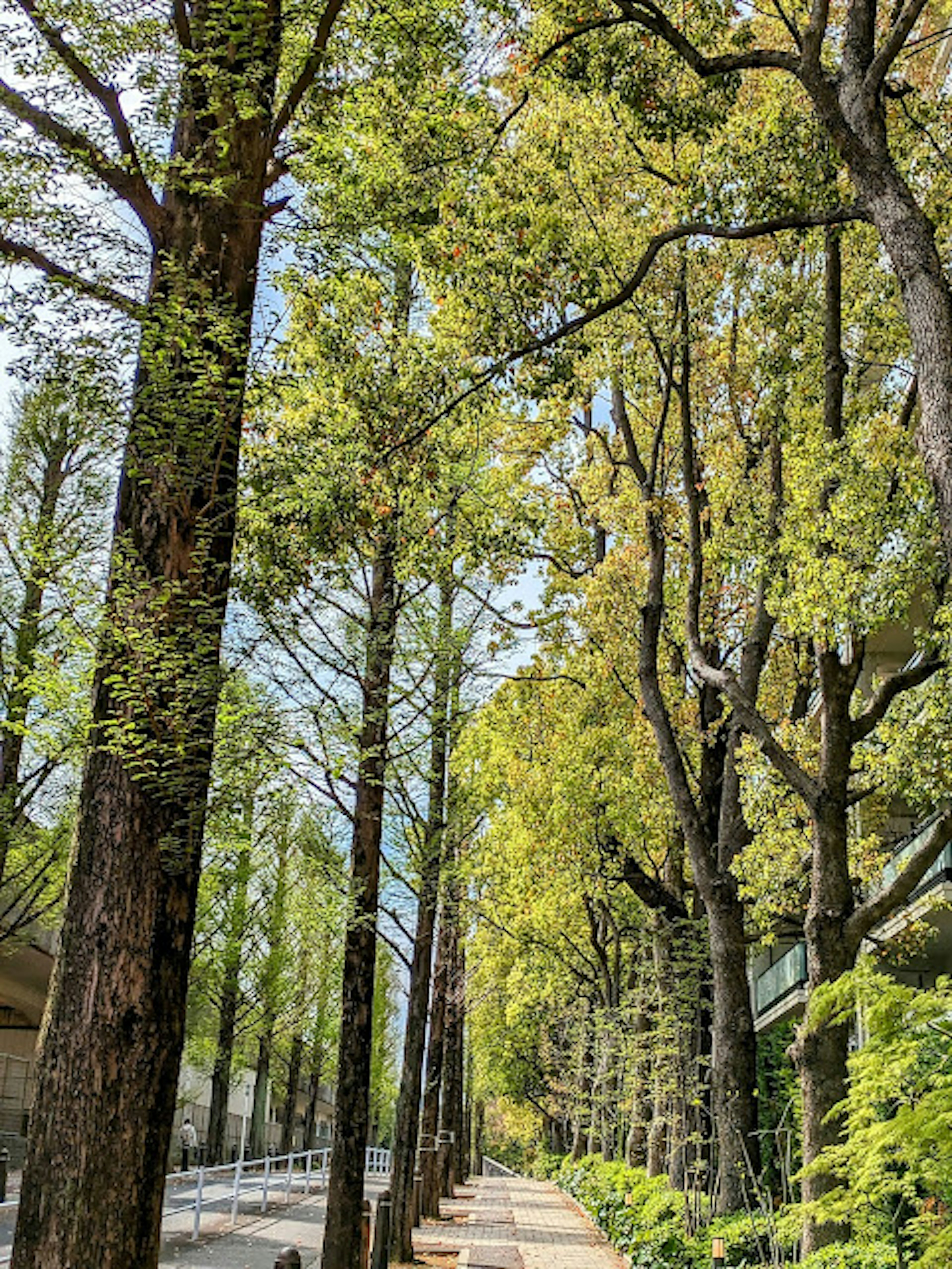 Lush tree-lined pathway with vibrant green foliage